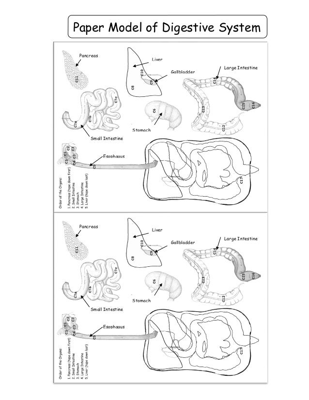 Digestive system lab_20