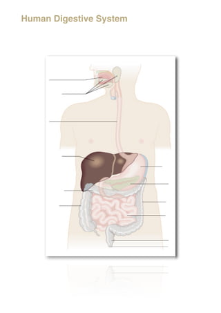 Digestive System Label And Function
