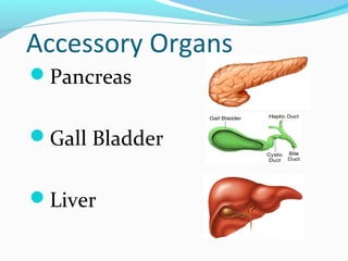 Digestive system lecture | PPT