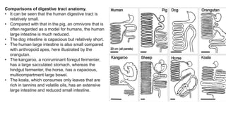 Digestive system Lecture.pdf