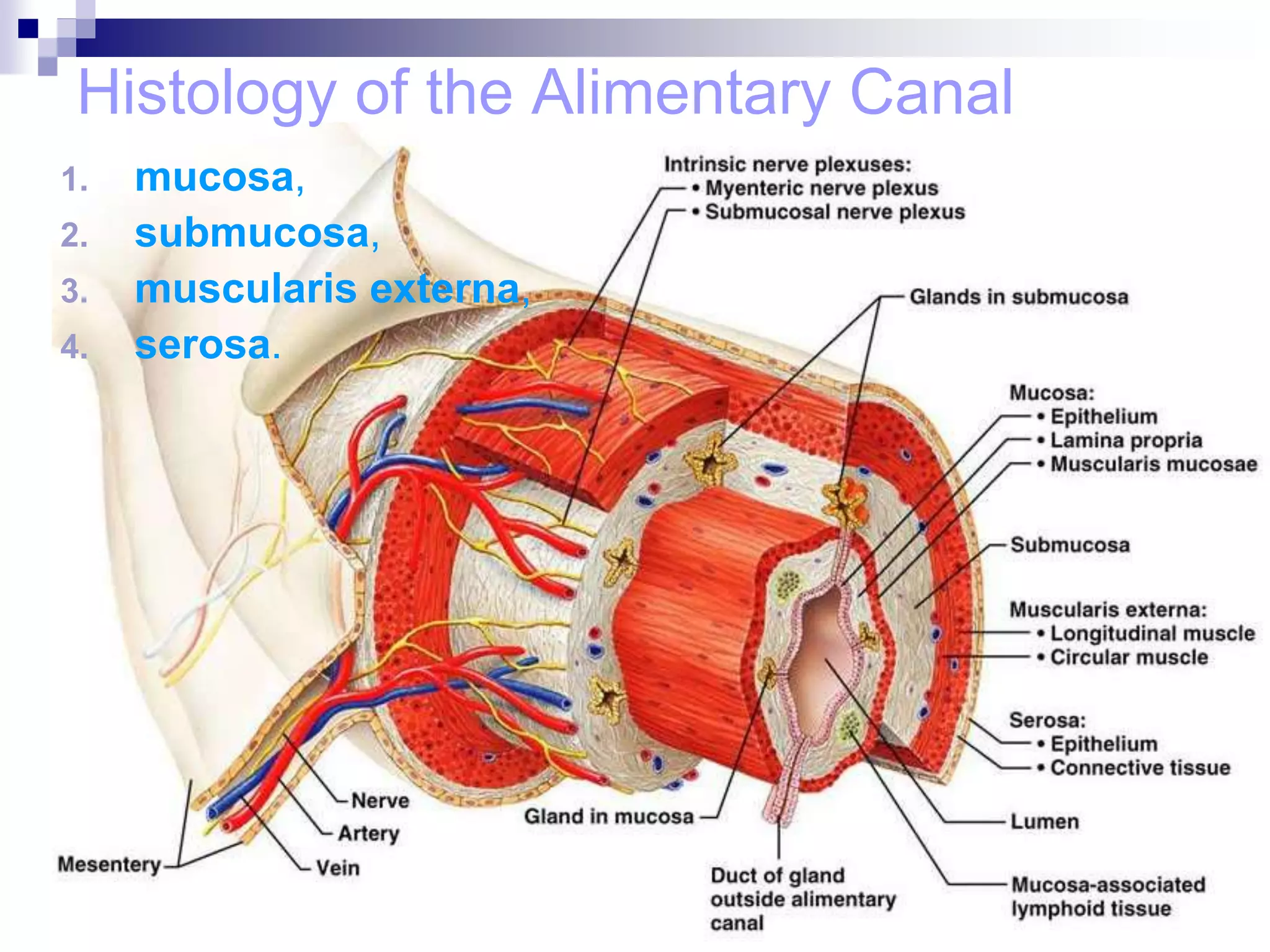 Histology of the Alimentary Canal
1. mucosa,
2. submucosa,
3. muscularis externa,
4. serosa.
 