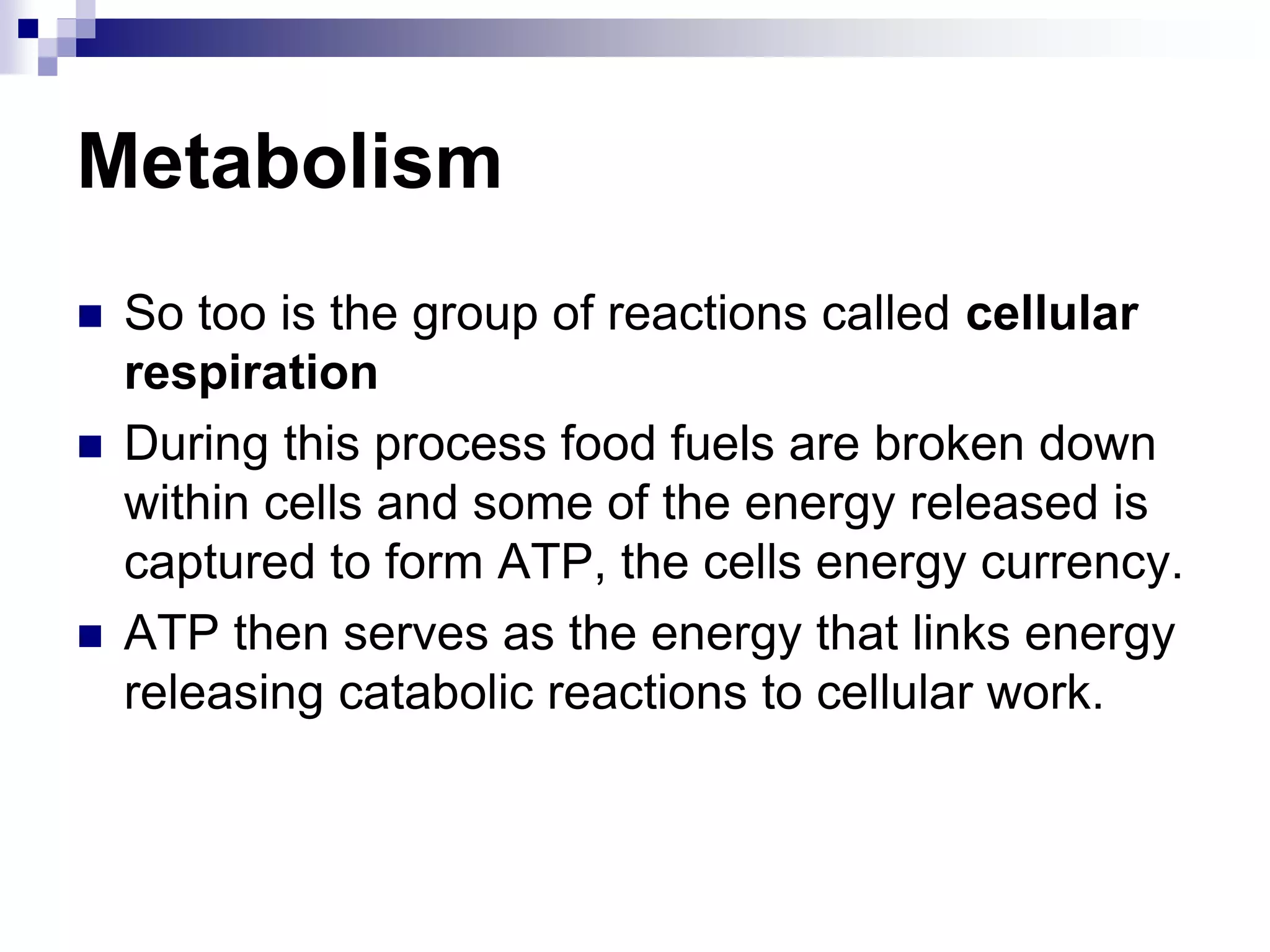 Metabolism
 So too is the group of reactions called cellular
respiration
 During this process food fuels are broken down
within cells and some of the energy released is
captured to form ATP, the cells energy currency.
 ATP then serves as the energy that links energy
releasing catabolic reactions to cellular work.
 