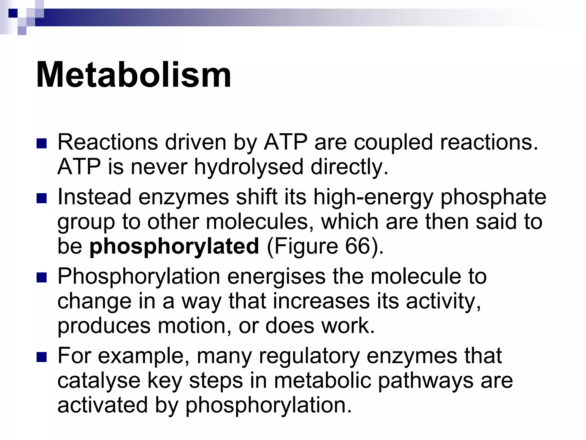 Metabolism
 Reactions driven by ATP are coupled reactions.
ATP is never hydrolysed directly.
 Instead enzymes shift its high-energy phosphate
group to other molecules, which are then said to
be phosphorylated (Figure 66).
 Phosphorylation energises the molecule to
change in a way that increases its activity,
produces motion, or does work.
 For example, many regulatory enzymes that
catalyse key steps in metabolic pathways are
activated by phosphorylation.
 