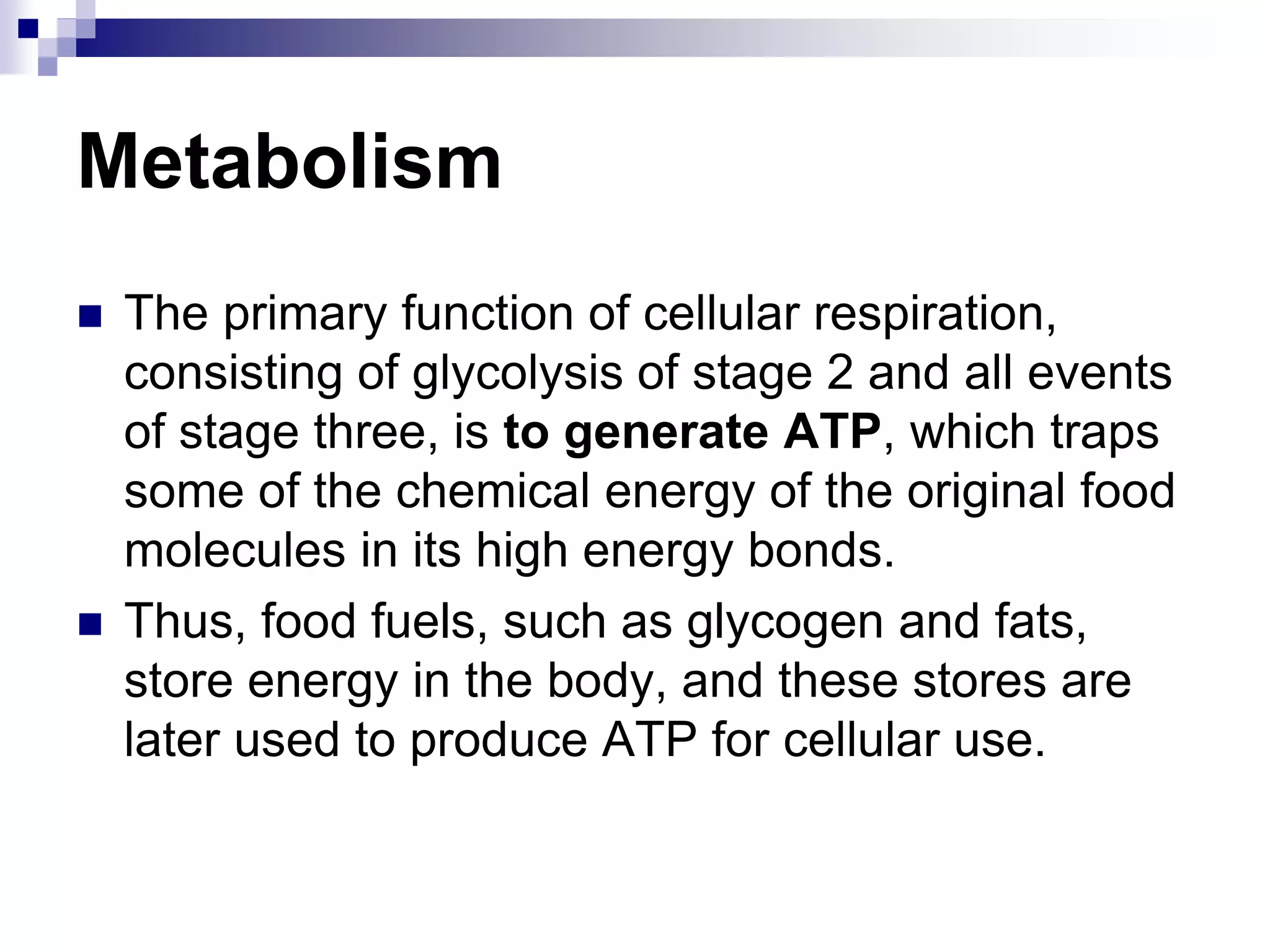 Metabolism
 The primary function of cellular respiration,
consisting of glycolysis of stage 2 and all events
of stage three, is to generate ATP, which traps
some of the chemical energy of the original food
molecules in its high energy bonds.
 Thus, food fuels, such as glycogen and fats,
store energy in the body, and these stores are
later used to produce ATP for cellular use.
 