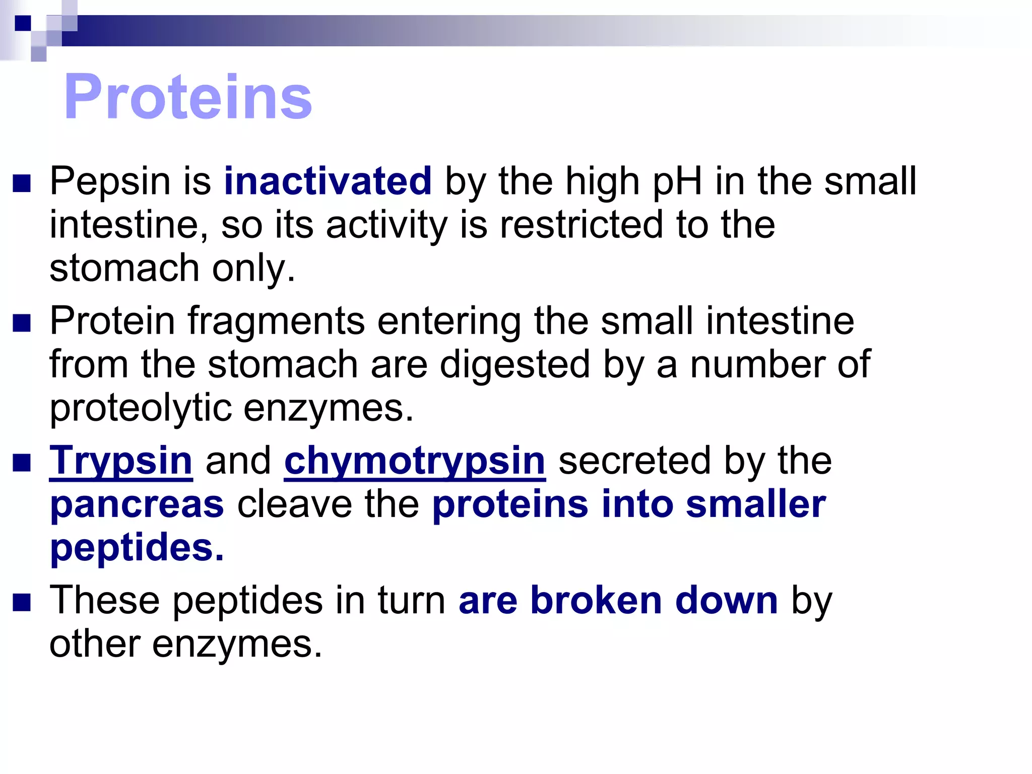 Proteins
 Pepsin is inactivated by the high pH in the small
intestine, so its activity is restricted to the
stomach only.
 Protein fragments entering the small intestine
from the stomach are digested by a number of
proteolytic enzymes.
 Trypsin and chymotrypsin secreted by the
pancreas cleave the proteins into smaller
peptides.
 These peptides in turn are broken down by
other enzymes.
 