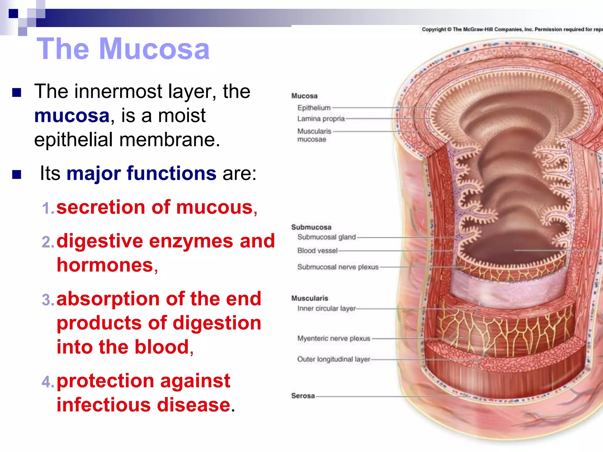 The Mucosa
 The innermost layer, the
mucosa, is a moist
epithelial membrane.
 Its major functions are:
1.secretion of mucous,
2.digestive enzymes and
hormones,
3.absorption of the end
products of digestion
into the blood,
4.protection against
infectious disease.
 