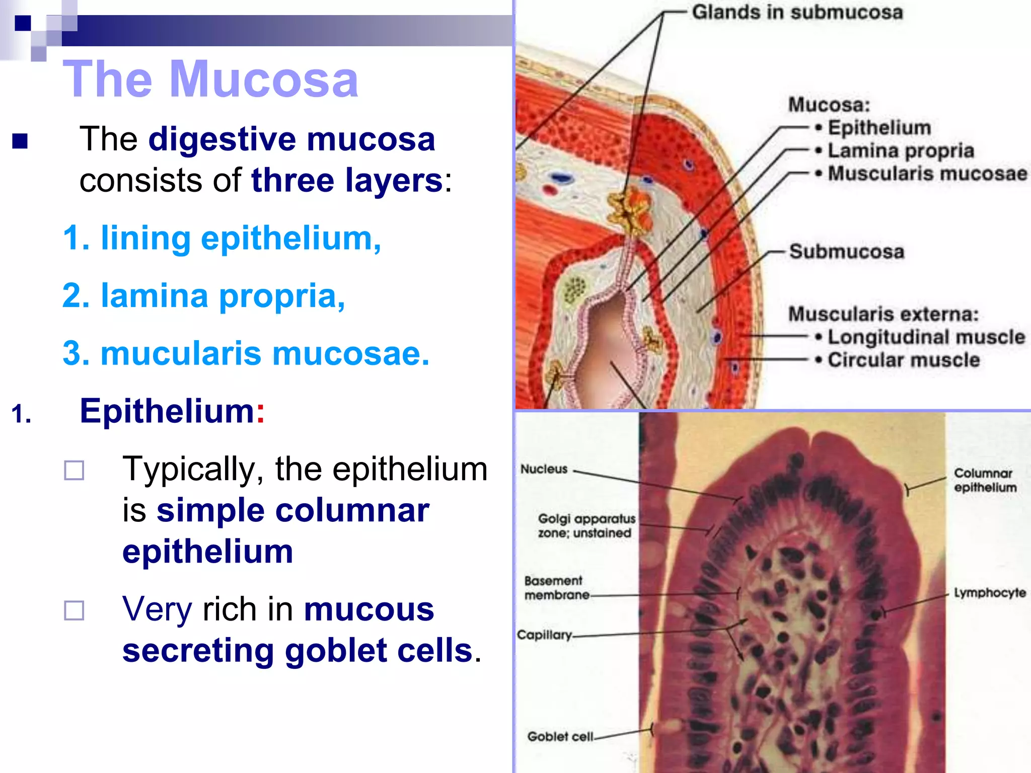 The Mucosa
 The digestive mucosa
consists of three layers:
1. lining epithelium,
2. lamina propria,
3. mucularis mucosae.
1. Epithelium:
 Typically, the epithelium
is simple columnar
epithelium
 Very rich in mucous
secreting goblet cells.
 