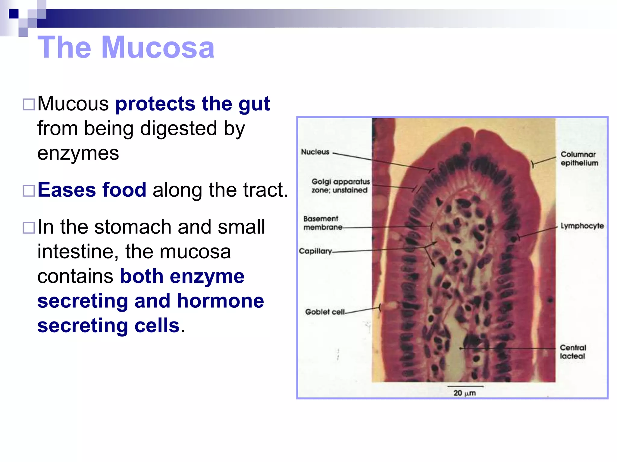 The Mucosa
Mucous protects the gut
from being digested by
enzymes
Eases food along the tract.
In the stomach and small
intestine, the mucosa
contains both enzyme
secreting and hormone
secreting cells.
 