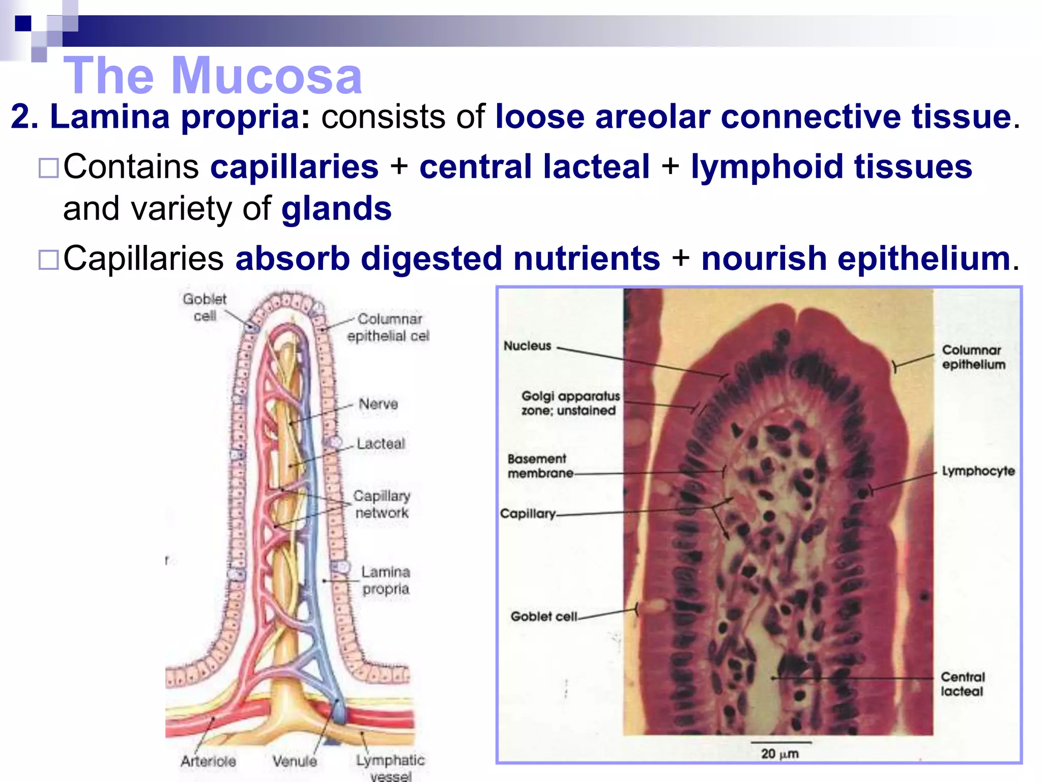 The Mucosa
2. Lamina propria: consists of loose areolar connective tissue.
Contains capillaries + central lacteal + lymphoid tissues
and variety of glands
Capillaries absorb digested nutrients + nourish epithelium.
 