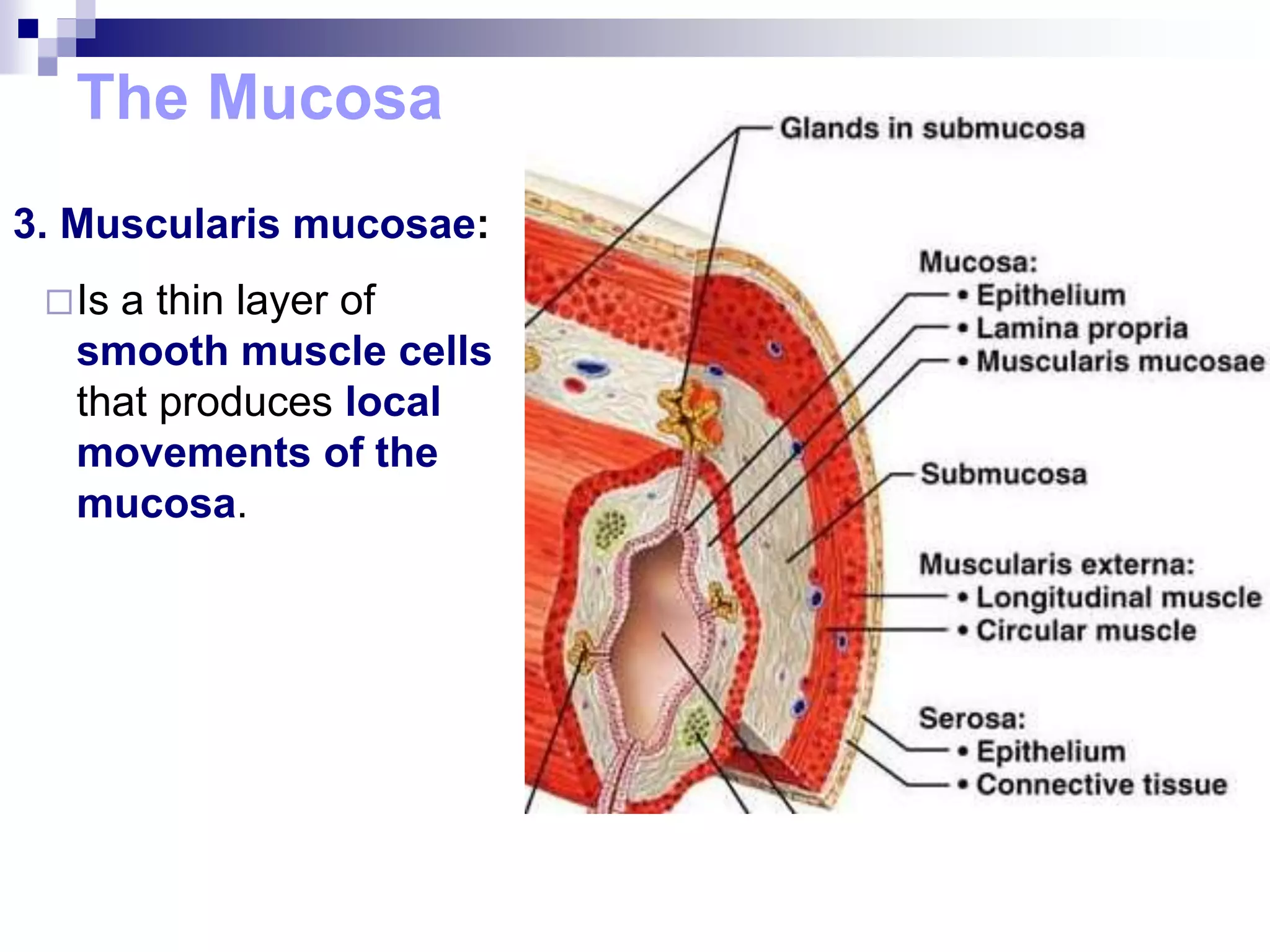 The Mucosa
3. Muscularis mucosae:
Is a thin layer of
smooth muscle cells
that produces local
movements of the
mucosa.
 