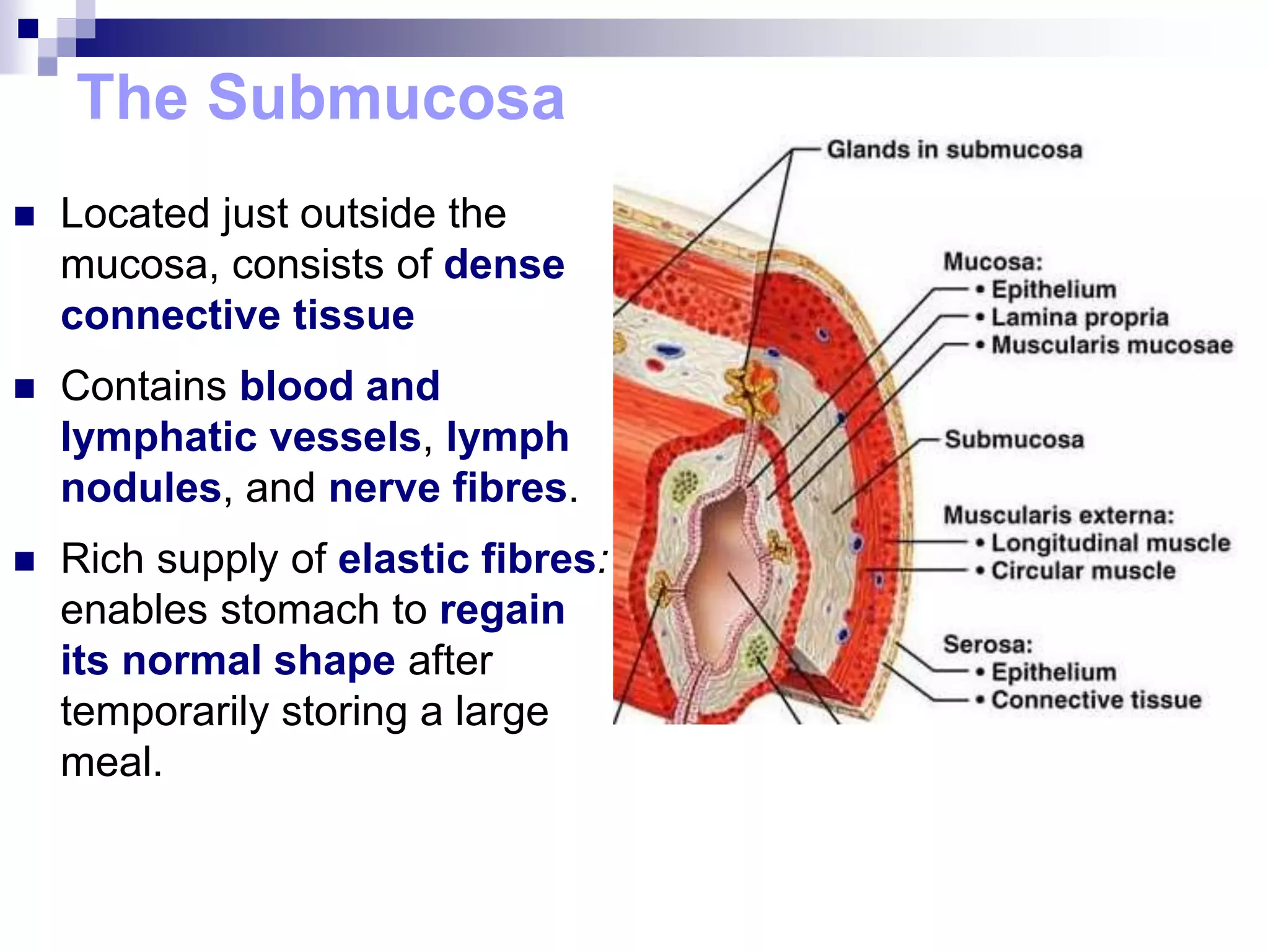 The Submucosa
 Located just outside the
mucosa, consists of dense
connective tissue
 Contains blood and
lymphatic vessels, lymph
nodules, and nerve fibres.
 Rich supply of elastic fibres:
enables stomach to regain
its normal shape after
temporarily storing a large
meal.
 