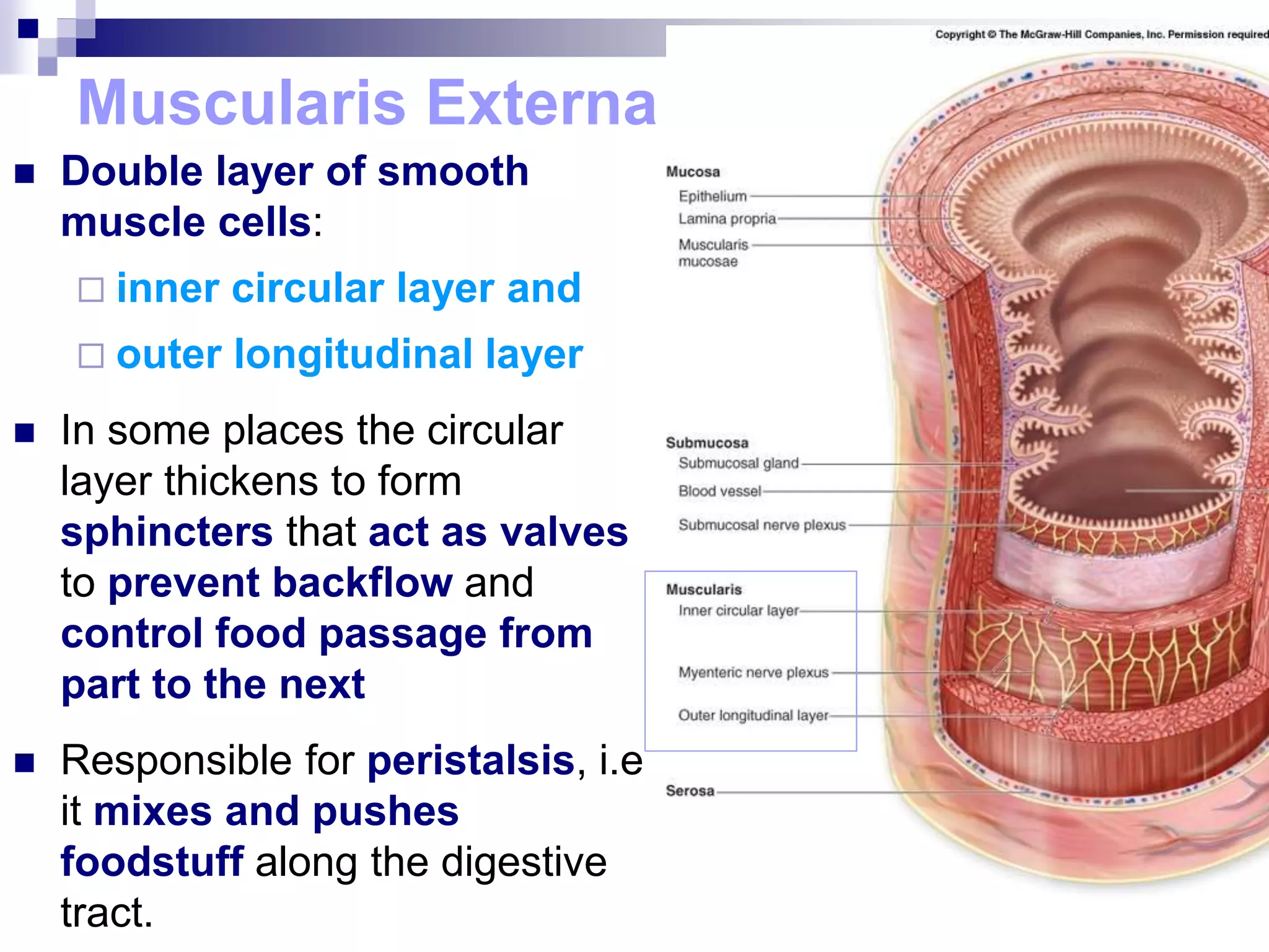 Muscularis Externa
 Double layer of smooth
muscle cells:
 inner circular layer and
 outer longitudinal layer
 In some places the circular
layer thickens to form
sphincters that act as valves
to prevent backflow and
control food passage from
part to the next
 Responsible for peristalsis, i.e
it mixes and pushes
foodstuff along the digestive
tract.
 