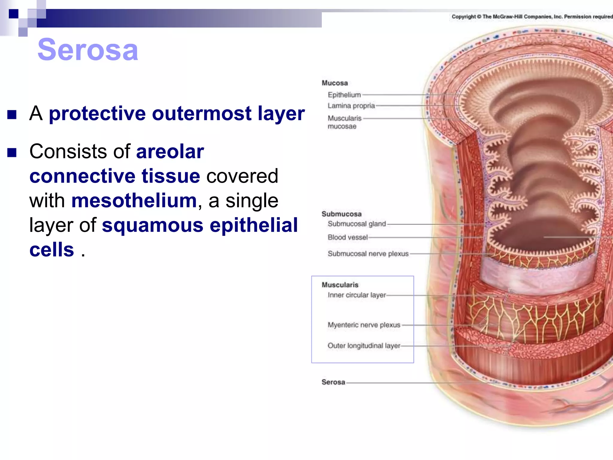 Serosa
 A protective outermost layer
 Consists of areolar
connective tissue covered
with mesothelium, a single
layer of squamous epithelial
cells .
 