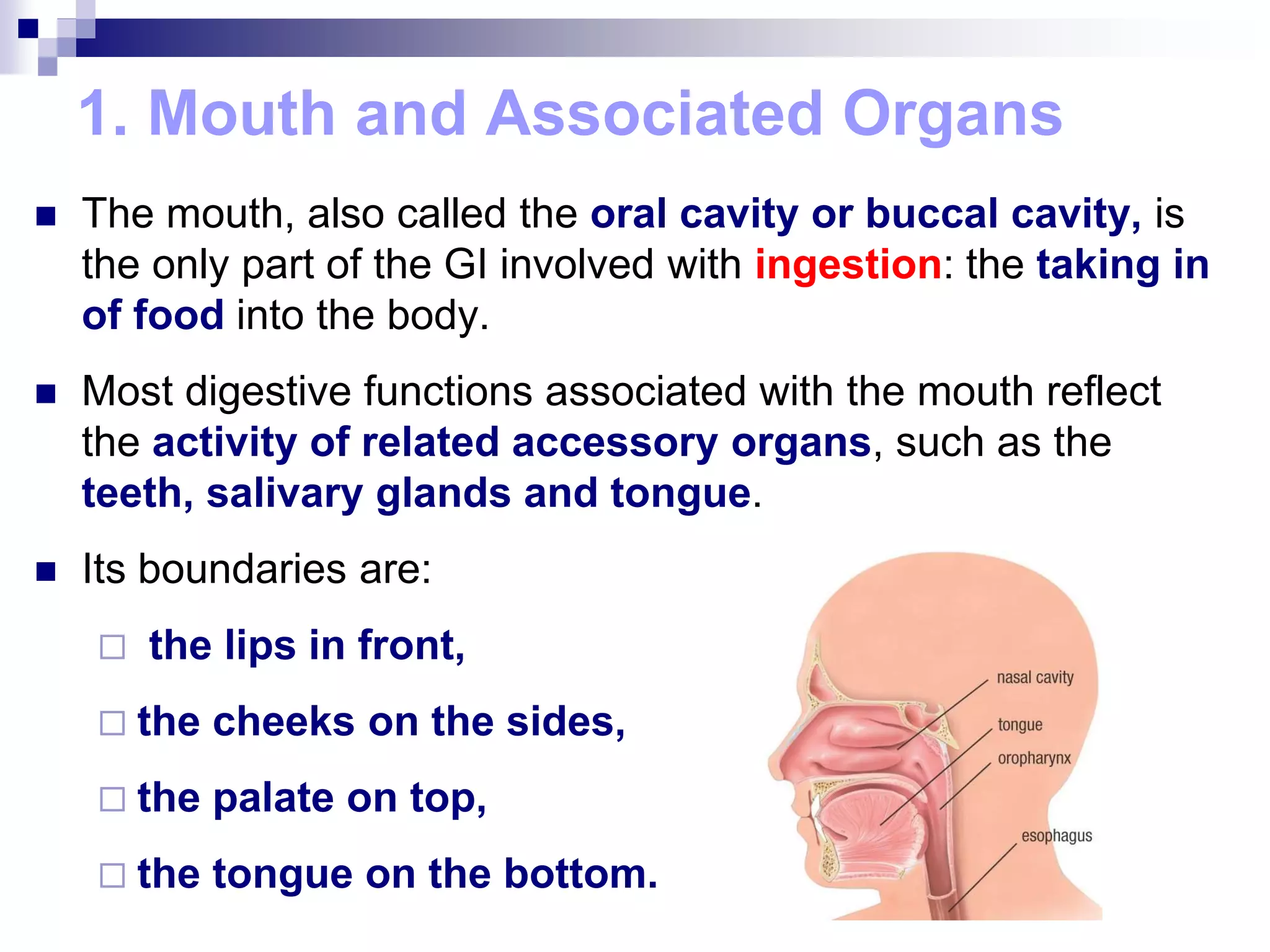 1. Mouth and Associated Organs
 The mouth, also called the oral cavity or buccal cavity, is
the only part of the GI involved with ingestion: the taking in
of food into the body.
 Most digestive functions associated with the mouth reflect
the activity of related accessory organs, such as the
teeth, salivary glands and tongue.
 Its boundaries are:
 the lips in front,
 the cheeks on the sides,
 the palate on top,
 the tongue on the bottom.
 