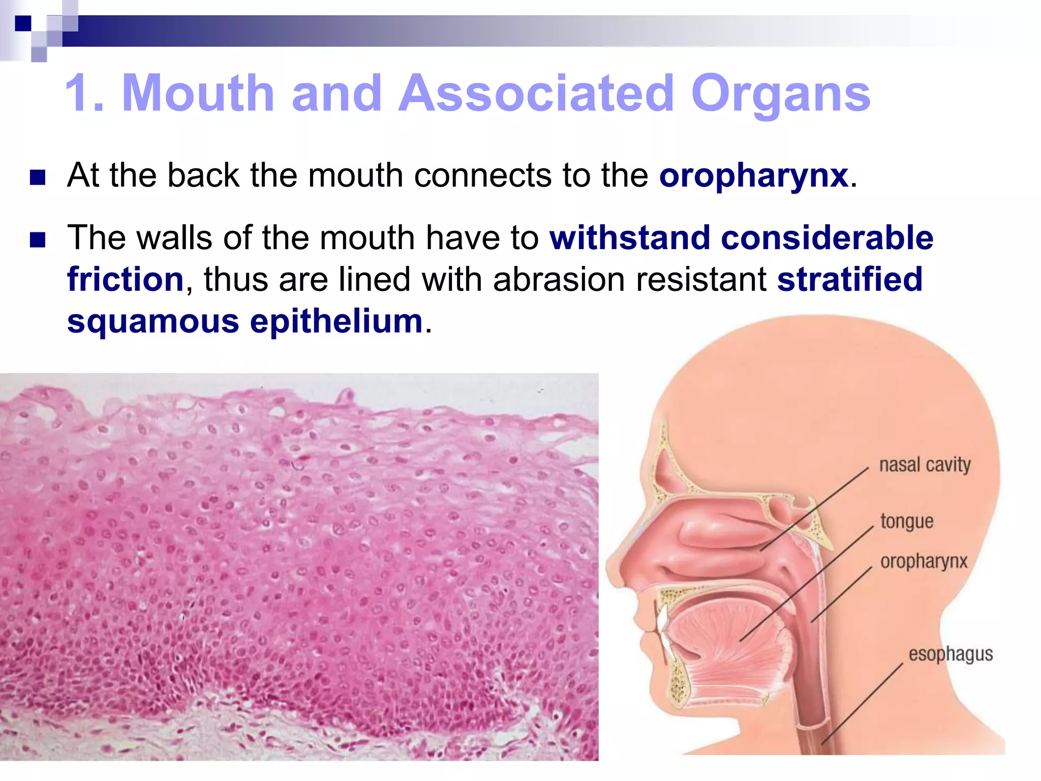1. Mouth and Associated Organs
 At the back the mouth connects to the oropharynx.
 The walls of the mouth have to withstand considerable
friction, thus are lined with abrasion resistant stratified
squamous epithelium.
 