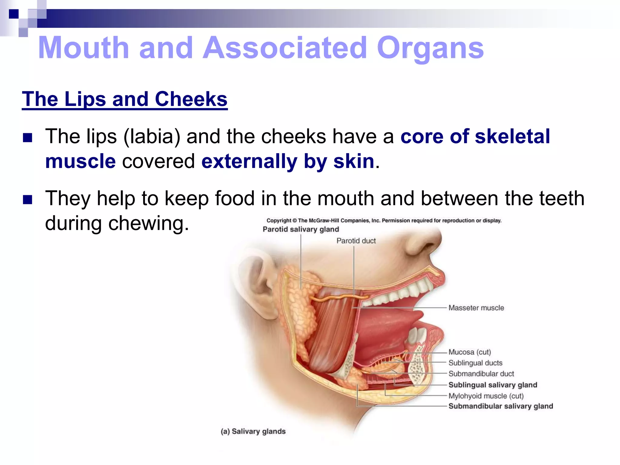Mouth and Associated Organs
The Lips and Cheeks
 The lips (labia) and the cheeks have a core of skeletal
muscle covered externally by skin.
 They help to keep food in the mouth and between the teeth
during chewing.
 