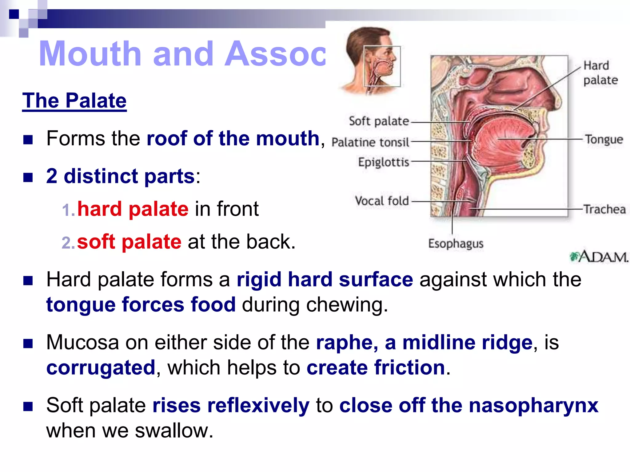 Mouth and Associated Organs
The Palate
 Forms the roof of the mouth,
 2 distinct parts:
1.hard palate in front
2.soft palate at the back.
 Hard palate forms a rigid hard surface against which the
tongue forces food during chewing.
 Mucosa on either side of the raphe, a midline ridge, is
corrugated, which helps to create friction.
 Soft palate rises reflexively to close off the nasopharynx
when we swallow.
 