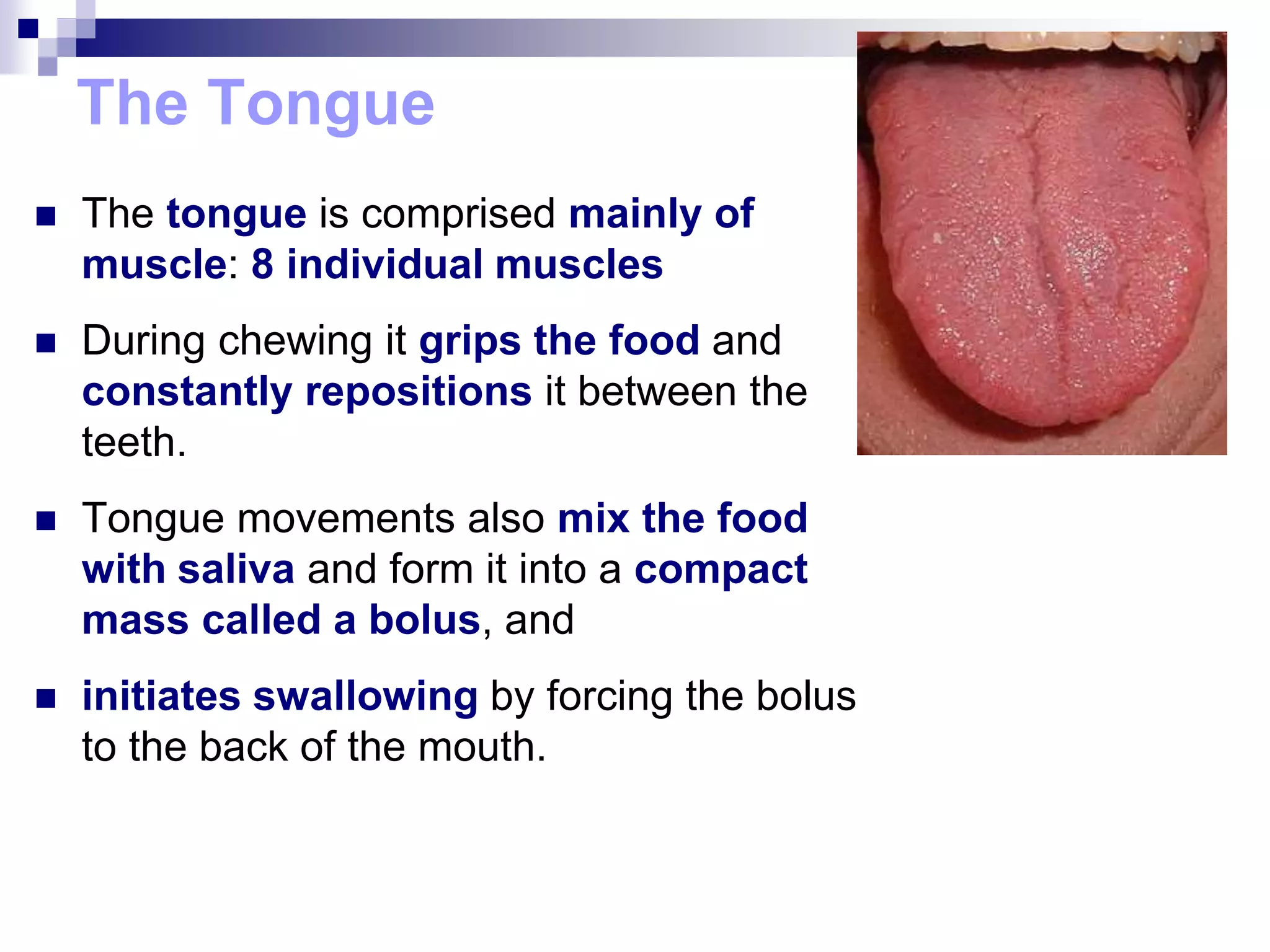 The Tongue
 The tongue is comprised mainly of
muscle: 8 individual muscles
 During chewing it grips the food and
constantly repositions it between the
teeth.
 Tongue movements also mix the food
with saliva and form it into a compact
mass called a bolus, and
 initiates swallowing by forcing the bolus
to the back of the mouth.
 