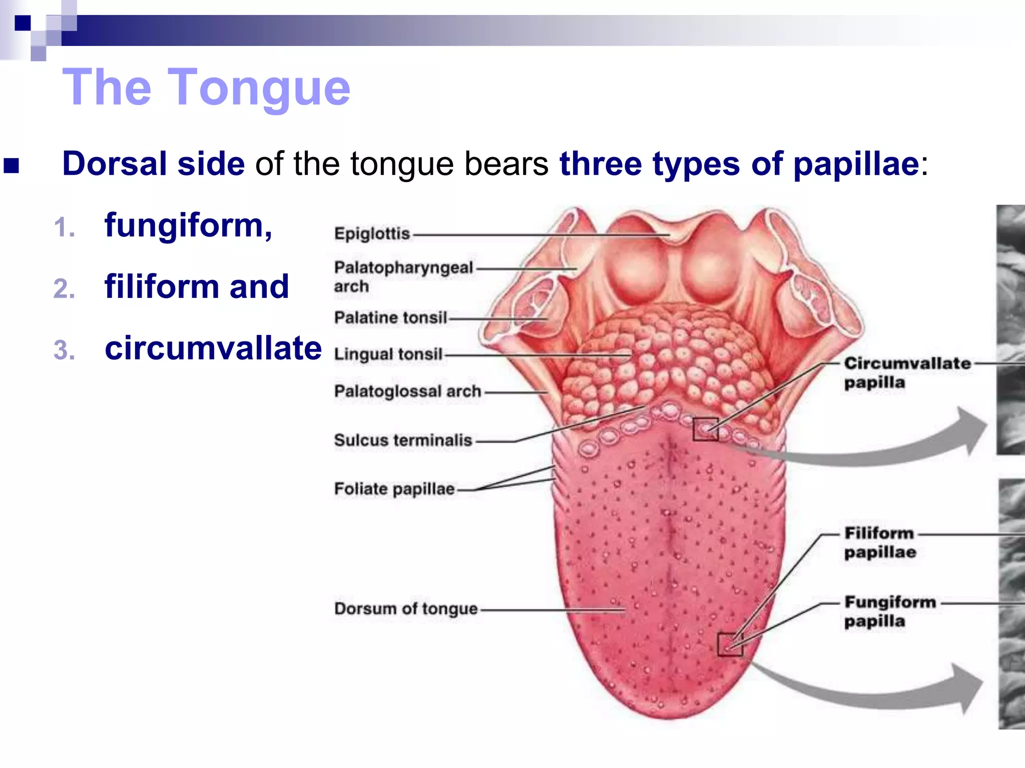 The Tongue
 Dorsal side of the tongue bears three types of papillae:
1. fungiform,
2. filiform and
3. circumvallate
 