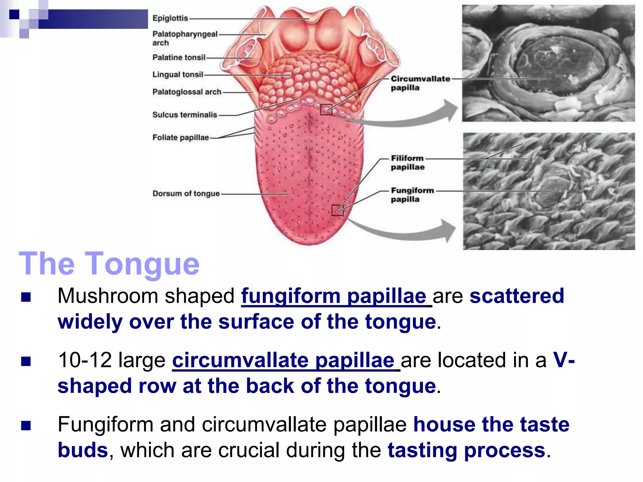 The Tongue
 Mushroom shaped fungiform papillae are scattered
widely over the surface of the tongue.
 10-12 large circumvallate papillae are located in a V-
shaped row at the back of the tongue.
 Fungiform and circumvallate papillae house the taste
buds, which are crucial during the tasting process.
 