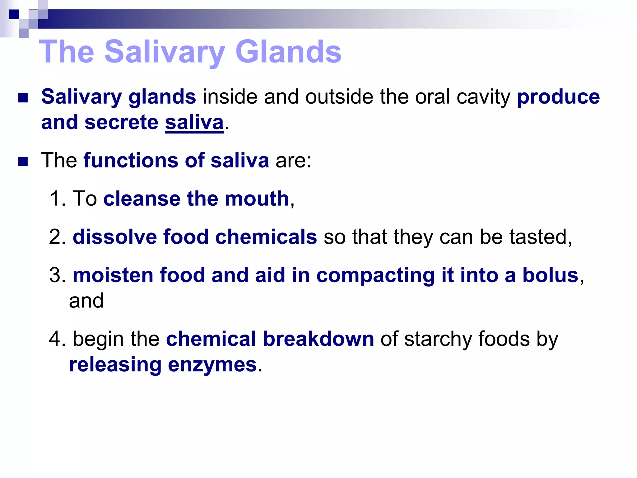 The Salivary Glands
 Salivary glands inside and outside the oral cavity produce
and secrete saliva.
 The functions of saliva are:
1. To cleanse the mouth,
2. dissolve food chemicals so that they can be tasted,
3. moisten food and aid in compacting it into a bolus,
and
4. begin the chemical breakdown of starchy foods by
releasing enzymes.
 