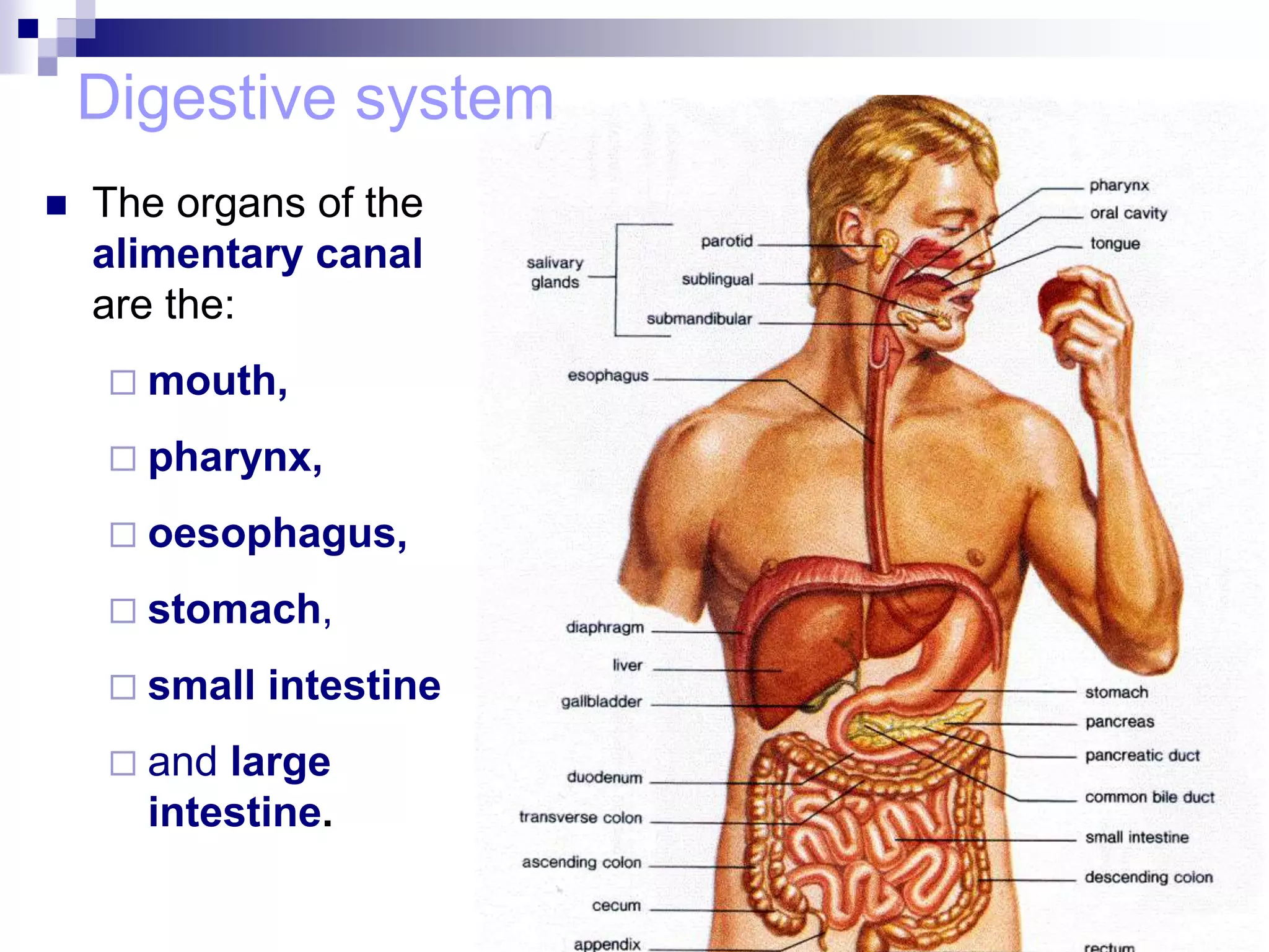 Digestive system
 The organs of the
alimentary canal
are the:
 mouth,
 pharynx,
 oesophagus,
 stomach,
 small intestine
 and large
intestine.
 
