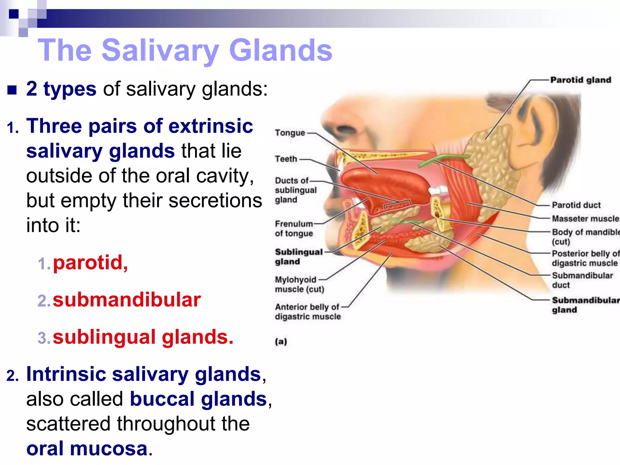 The Salivary Glands
 2 types of salivary glands:
1. Three pairs of extrinsic
salivary glands that lie
outside of the oral cavity,
but empty their secretions
into it:
1.parotid,
2.submandibular
3.sublingual glands.
2. Intrinsic salivary glands,
also called buccal glands,
scattered throughout the
oral mucosa.
 