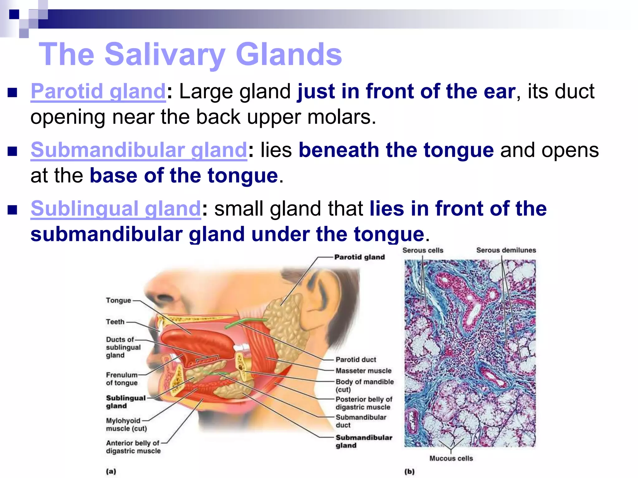 The Salivary Glands
 Parotid gland: Large gland just in front of the ear, its duct
opening near the back upper molars.
 Submandibular gland: lies beneath the tongue and opens
at the base of the tongue.
 Sublingual gland: small gland that lies in front of the
submandibular gland under the tongue.
 