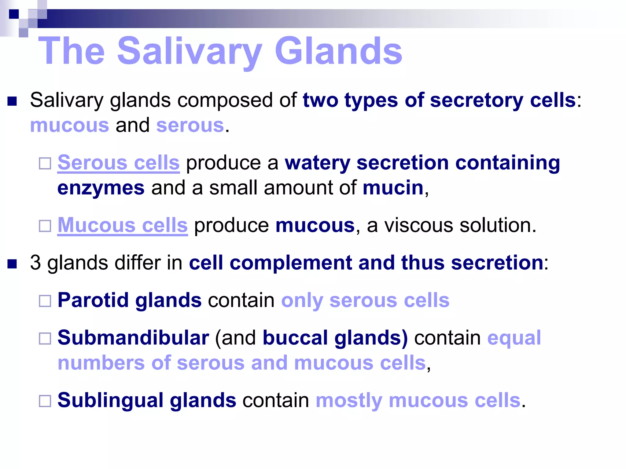 The Salivary Glands
 Salivary glands composed of two types of secretory cells:
mucous and serous.
 Serous cells produce a watery secretion containing
enzymes and a small amount of mucin,
 Mucous cells produce mucous, a viscous solution.
 3 glands differ in cell complement and thus secretion:
 Parotid glands contain only serous cells
 Submandibular (and buccal glands) contain equal
numbers of serous and mucous cells,
 Sublingual glands contain mostly mucous cells.
 