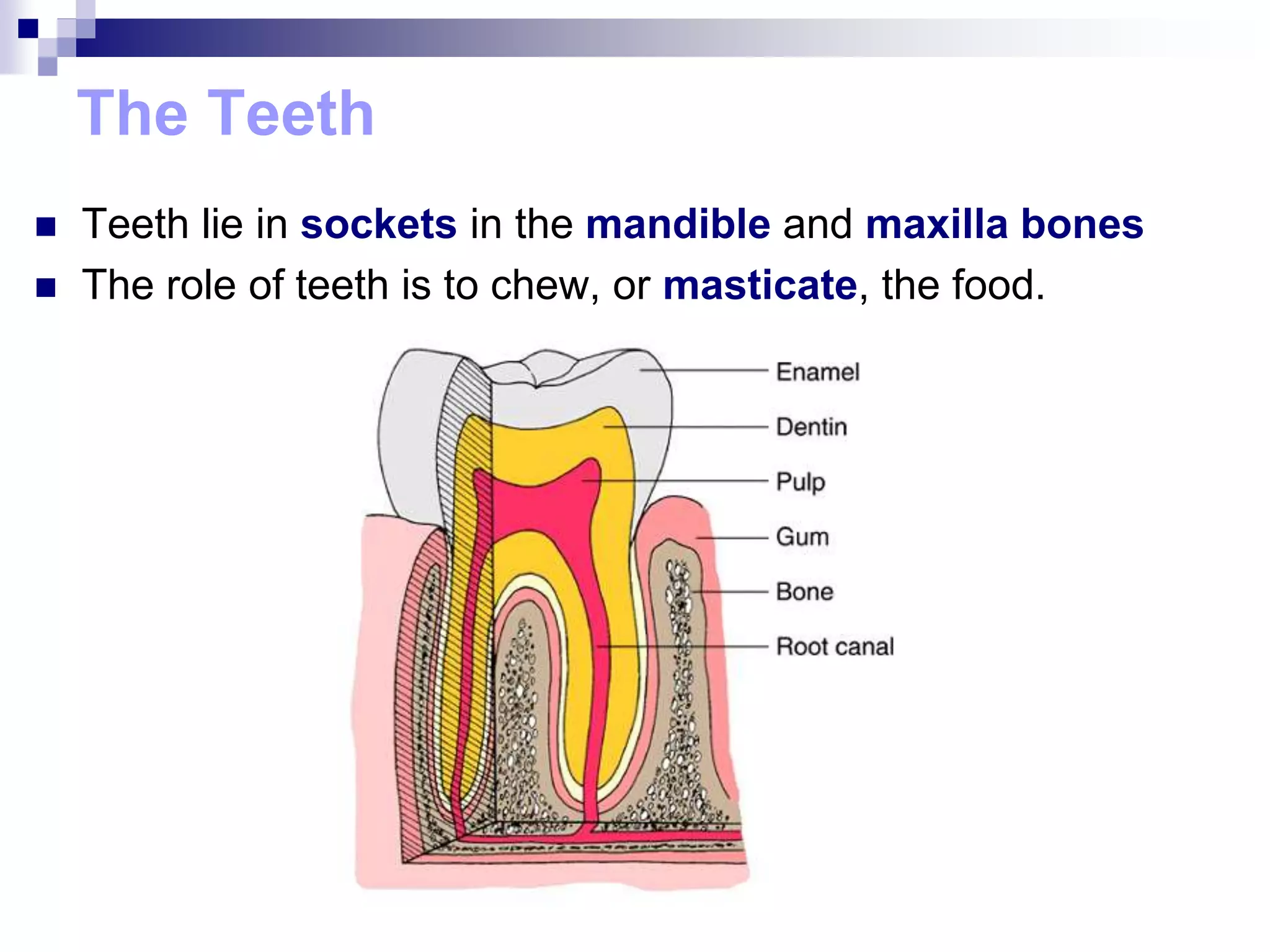 The Teeth
 Teeth lie in sockets in the mandible and maxilla bones
 The role of teeth is to chew, or masticate, the food.
 