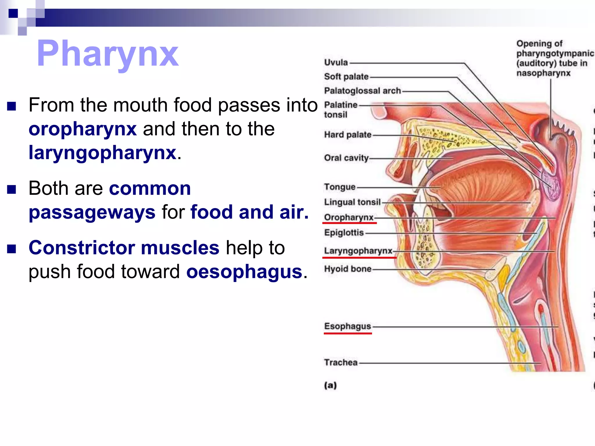 Pharynx
 From the mouth food passes into
oropharynx and then to the
laryngopharynx.
 Both are common
passageways for food and air.
 Constrictor muscles help to
push food toward oesophagus.
 
