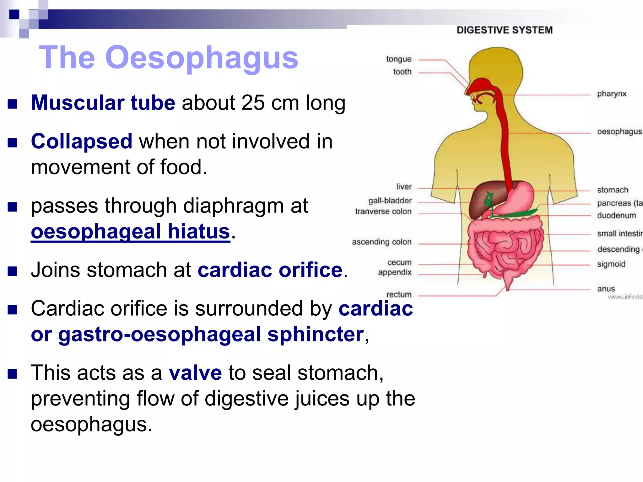 The Oesophagus
 Muscular tube about 25 cm long
 Collapsed when not involved in
movement of food.
 passes through diaphragm at
oesophageal hiatus.
 Joins stomach at cardiac orifice.
 Cardiac orifice is surrounded by cardiac
or gastro-oesophageal sphincter,
 This acts as a valve to seal stomach,
preventing flow of digestive juices up the
oesophagus.
 