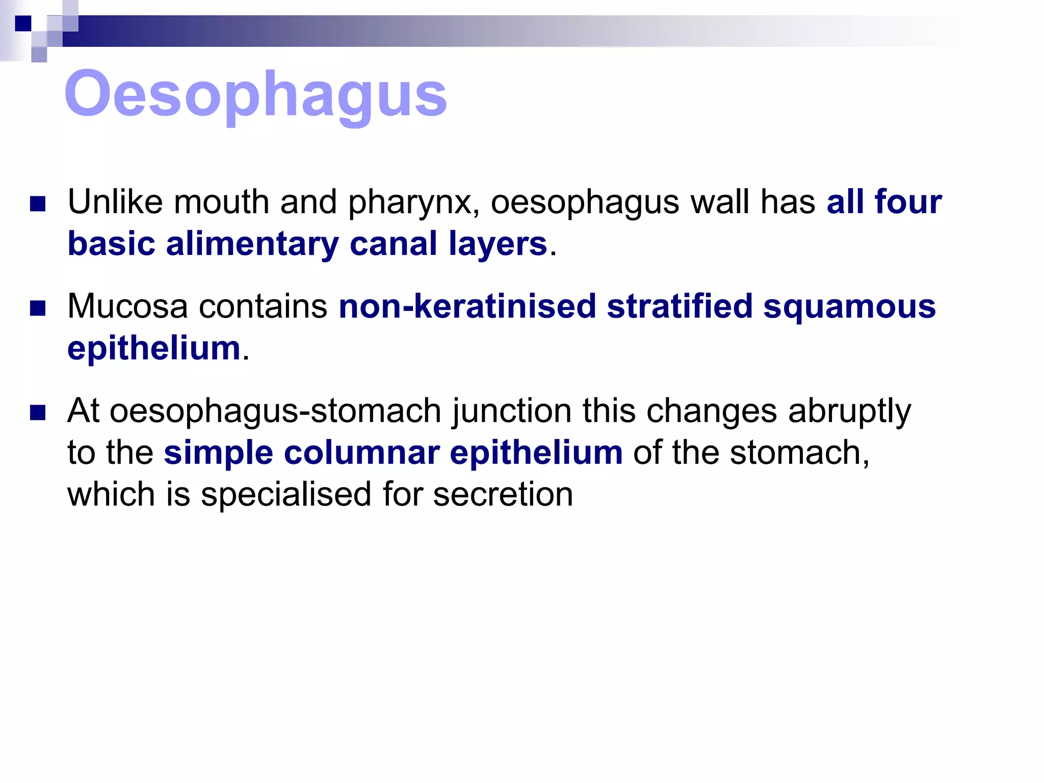 Oesophagus
 Unlike mouth and pharynx, oesophagus wall has all four
basic alimentary canal layers.
 Mucosa contains non-keratinised stratified squamous
epithelium.
 At oesophagus-stomach junction this changes abruptly
to the simple columnar epithelium of the stomach,
which is specialised for secretion
 