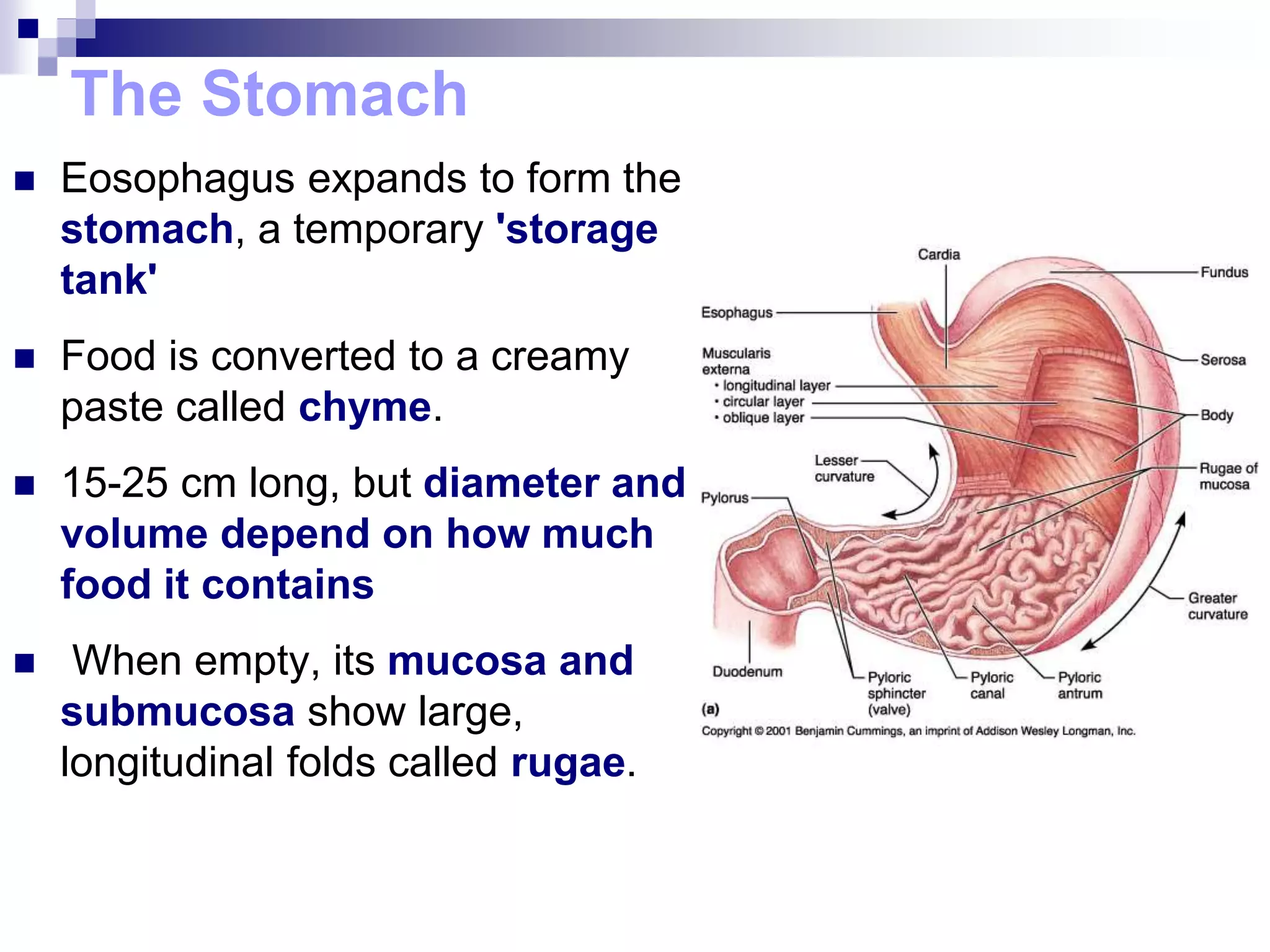 The Stomach
 Eosophagus expands to form the
stomach, a temporary 'storage
tank'
 Food is converted to a creamy
paste called chyme.
 15-25 cm long, but diameter and
volume depend on how much
food it contains
 When empty, its mucosa and
submucosa show large,
longitudinal folds called rugae.
 