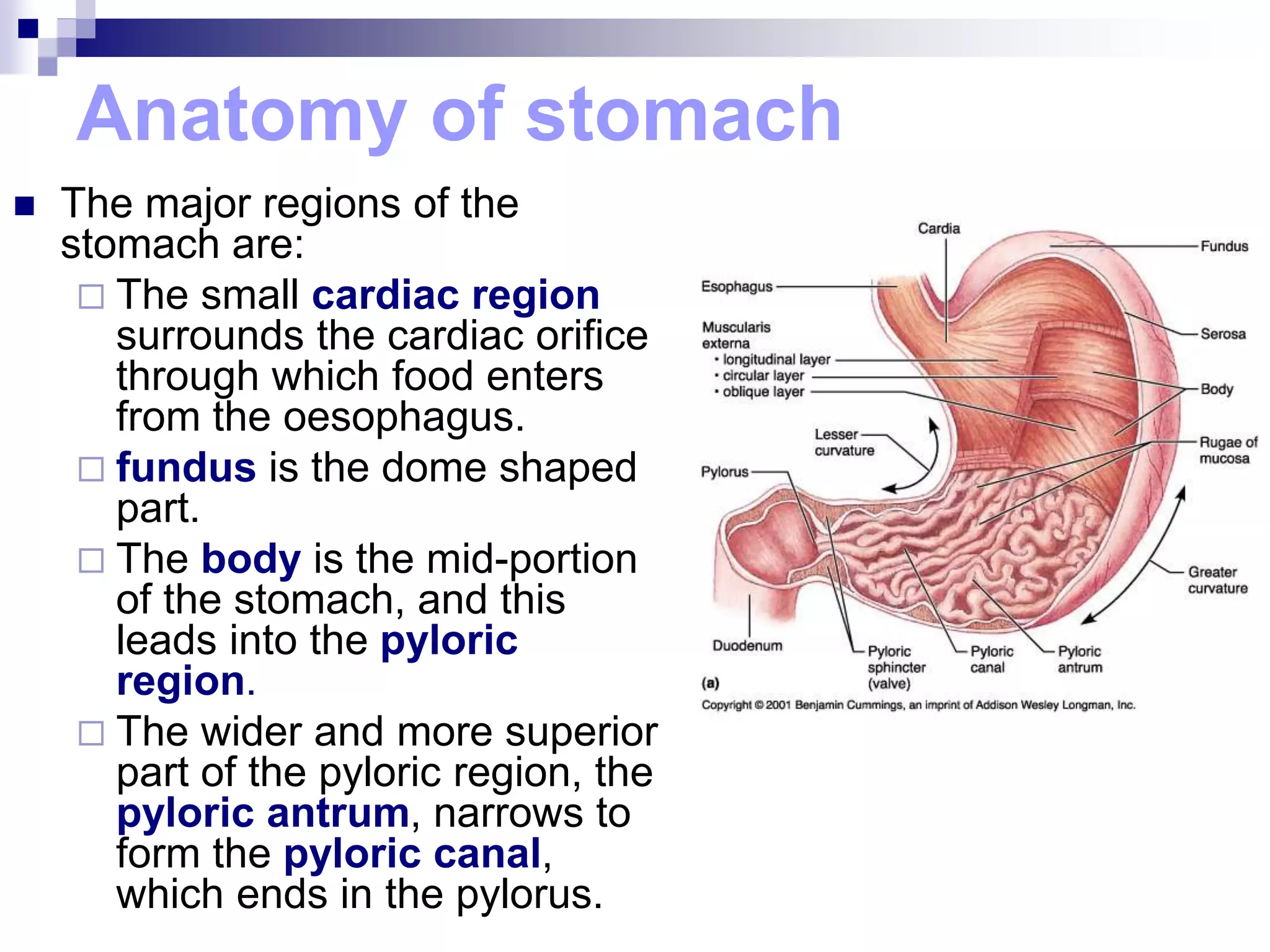 Anatomy of stomach
 The major regions of the
stomach are:
 The small cardiac region
surrounds the cardiac orifice
through which food enters
from the oesophagus.
 fundus is the dome shaped
part.
 The body is the mid-portion
of the stomach, and this
leads into the pyloric
region.
 The wider and more superior
part of the pyloric region, the
pyloric antrum, narrows to
form the pyloric canal,
which ends in the pylorus.
 