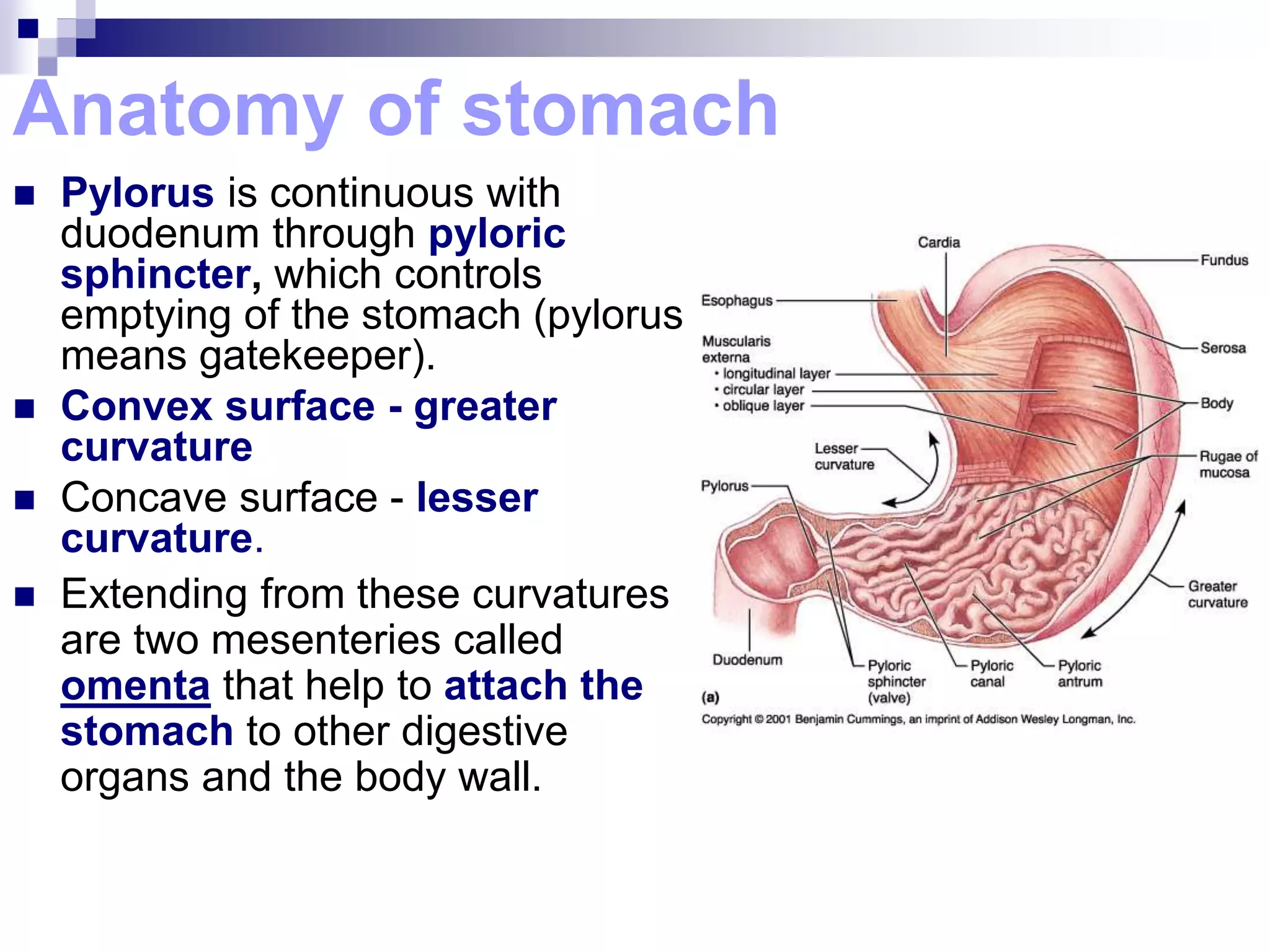 Anatomy of stomach
 Pylorus is continuous with
duodenum through pyloric
sphincter, which controls
emptying of the stomach (pylorus
means gatekeeper).
 Convex surface - greater
curvature
 Concave surface - lesser
curvature.
 Extending from these curvatures
are two mesenteries called
omenta that help to attach the
stomach to other digestive
organs and the body wall.
 