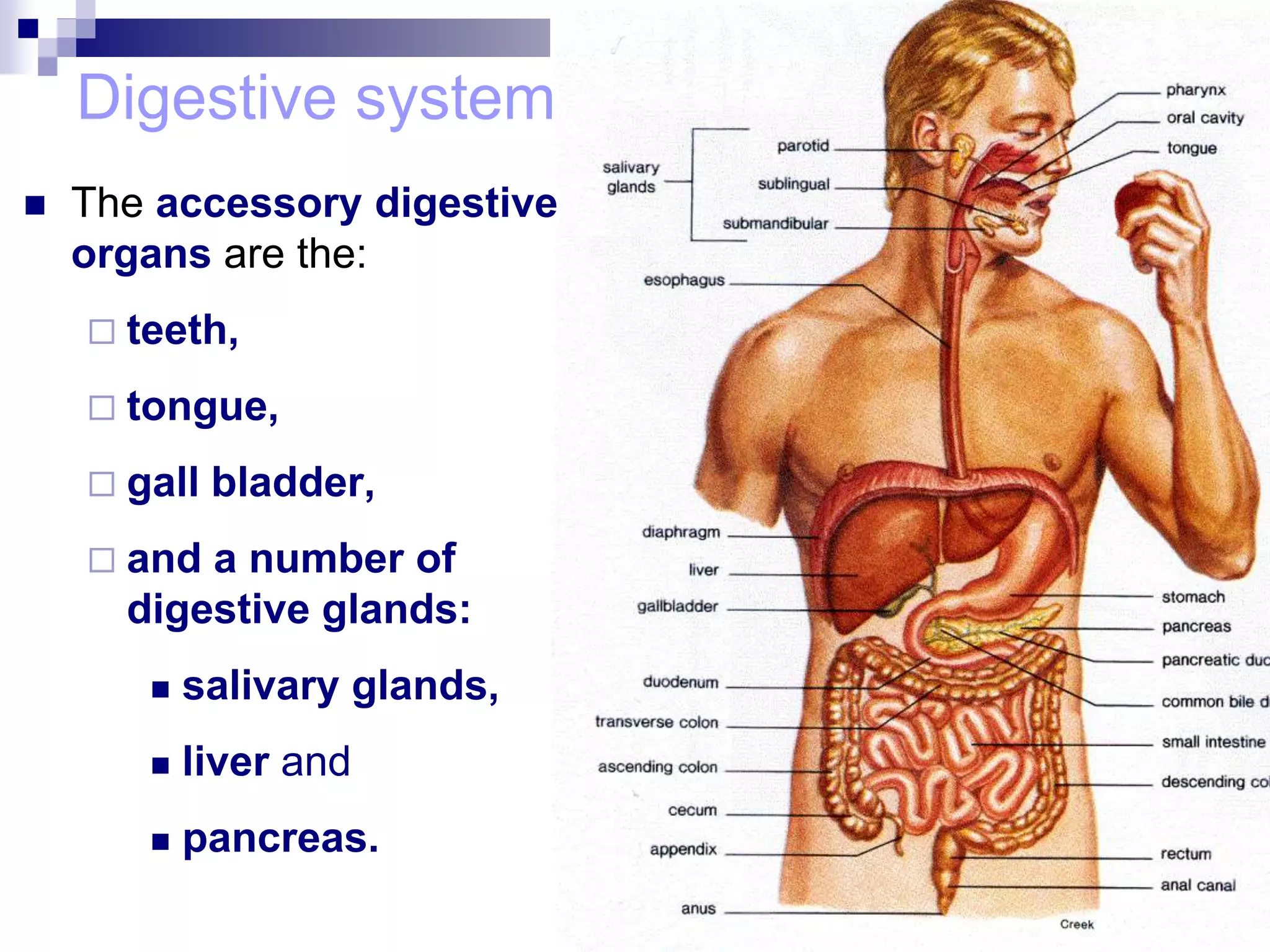 Digestive system
 The accessory digestive
organs are the:
 teeth,
 tongue,
 gall bladder,
 and a number of
digestive glands:
 salivary glands,
 liver and
 pancreas.
 