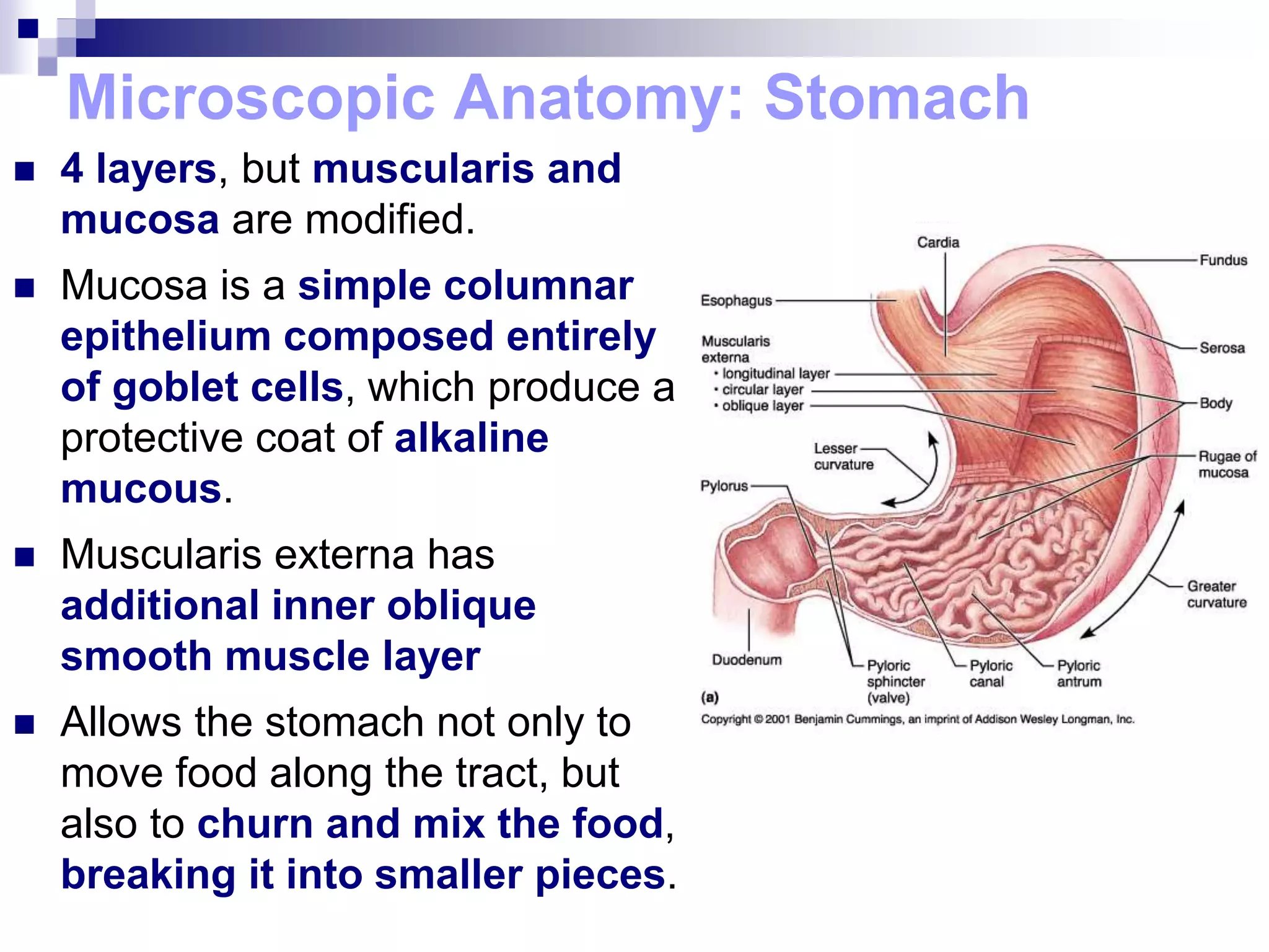 Microscopic Anatomy: Stomach
 4 layers, but muscularis and
mucosa are modified.
 Mucosa is a simple columnar
epithelium composed entirely
of goblet cells, which produce a
protective coat of alkaline
mucous.
 Muscularis externa has
additional inner oblique
smooth muscle layer
 Allows the stomach not only to
move food along the tract, but
also to churn and mix the food,
breaking it into smaller pieces.
 