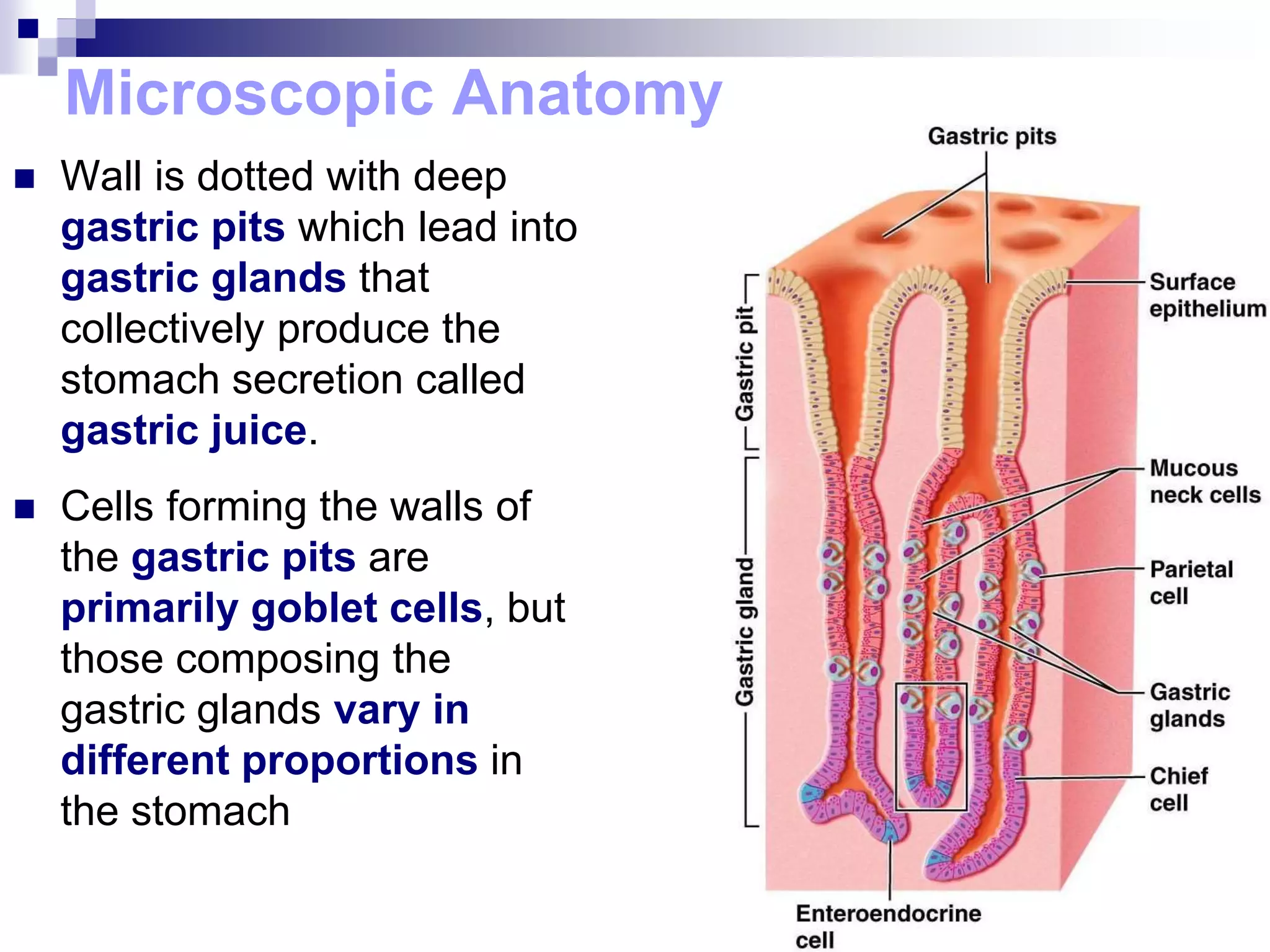 Microscopic Anatomy
 Wall is dotted with deep
gastric pits which lead into
gastric glands that
collectively produce the
stomach secretion called
gastric juice.
 Cells forming the walls of
the gastric pits are
primarily goblet cells, but
those composing the
gastric glands vary in
different proportions in
the stomach
 