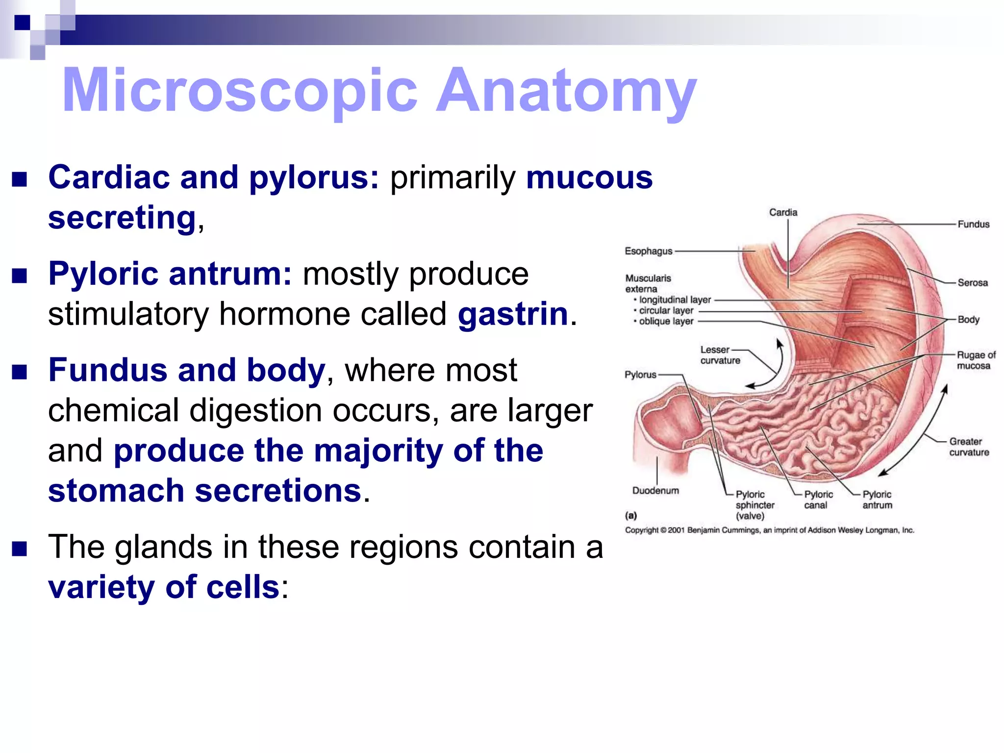 Microscopic Anatomy
 Cardiac and pylorus: primarily mucous
secreting,
 Pyloric antrum: mostly produce
stimulatory hormone called gastrin.
 Fundus and body, where most
chemical digestion occurs, are larger
and produce the majority of the
stomach secretions.
 The glands in these regions contain a
variety of cells:
 