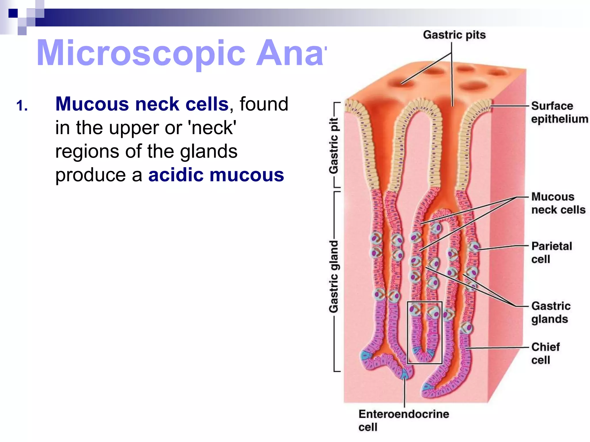 Microscopic Anatomy
1. Mucous neck cells, found
in the upper or 'neck'
regions of the glands
produce a acidic mucous
 