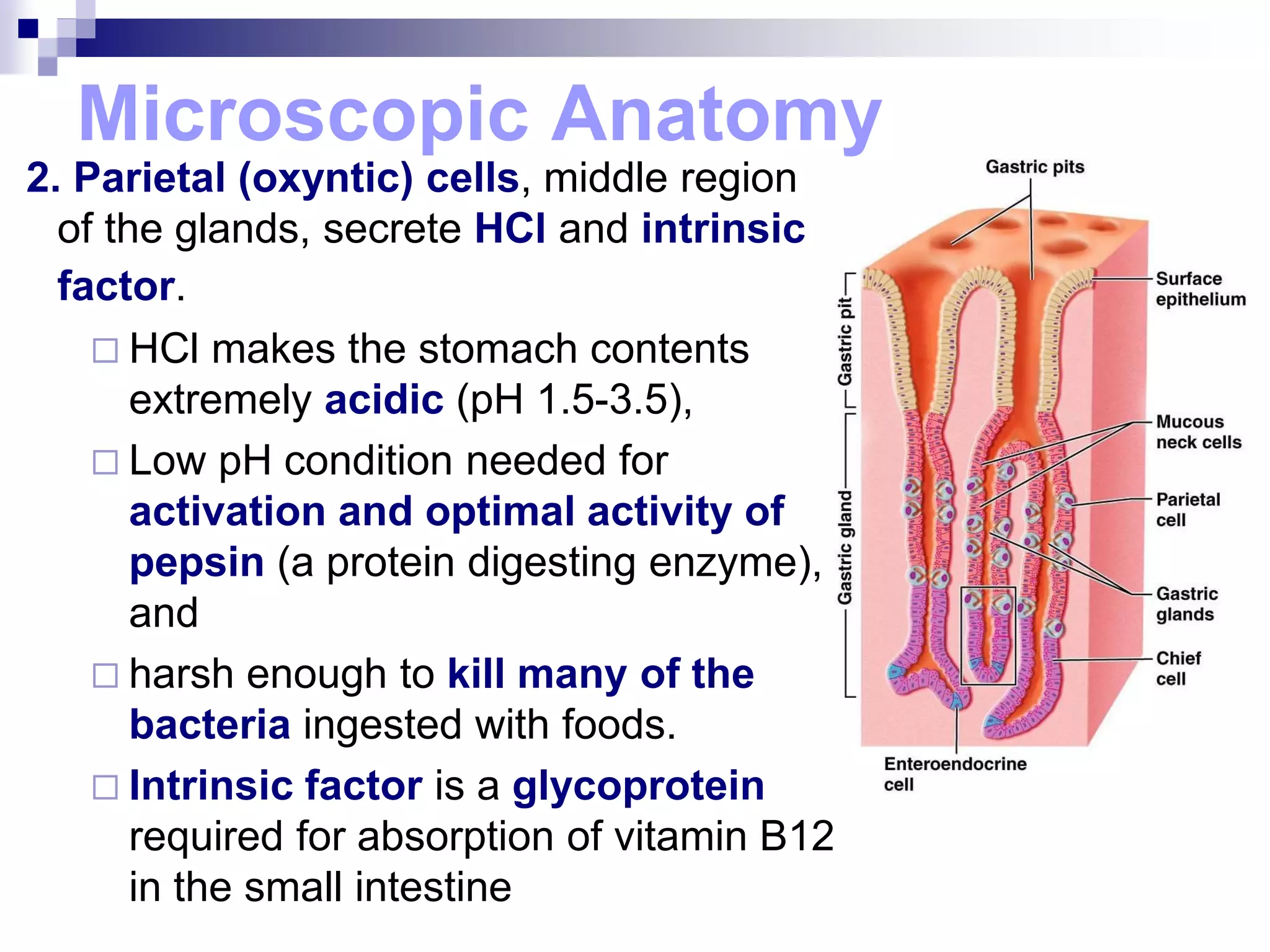 Microscopic Anatomy
2. Parietal (oxyntic) cells, middle region
of the glands, secrete HCl and intrinsic
factor.
 HCl makes the stomach contents
extremely acidic (pH 1.5-3.5),
 Low pH condition needed for
activation and optimal activity of
pepsin (a protein digesting enzyme),
and
 harsh enough to kill many of the
bacteria ingested with foods.
 Intrinsic factor is a glycoprotein
required for absorption of vitamin B12
in the small intestine
 