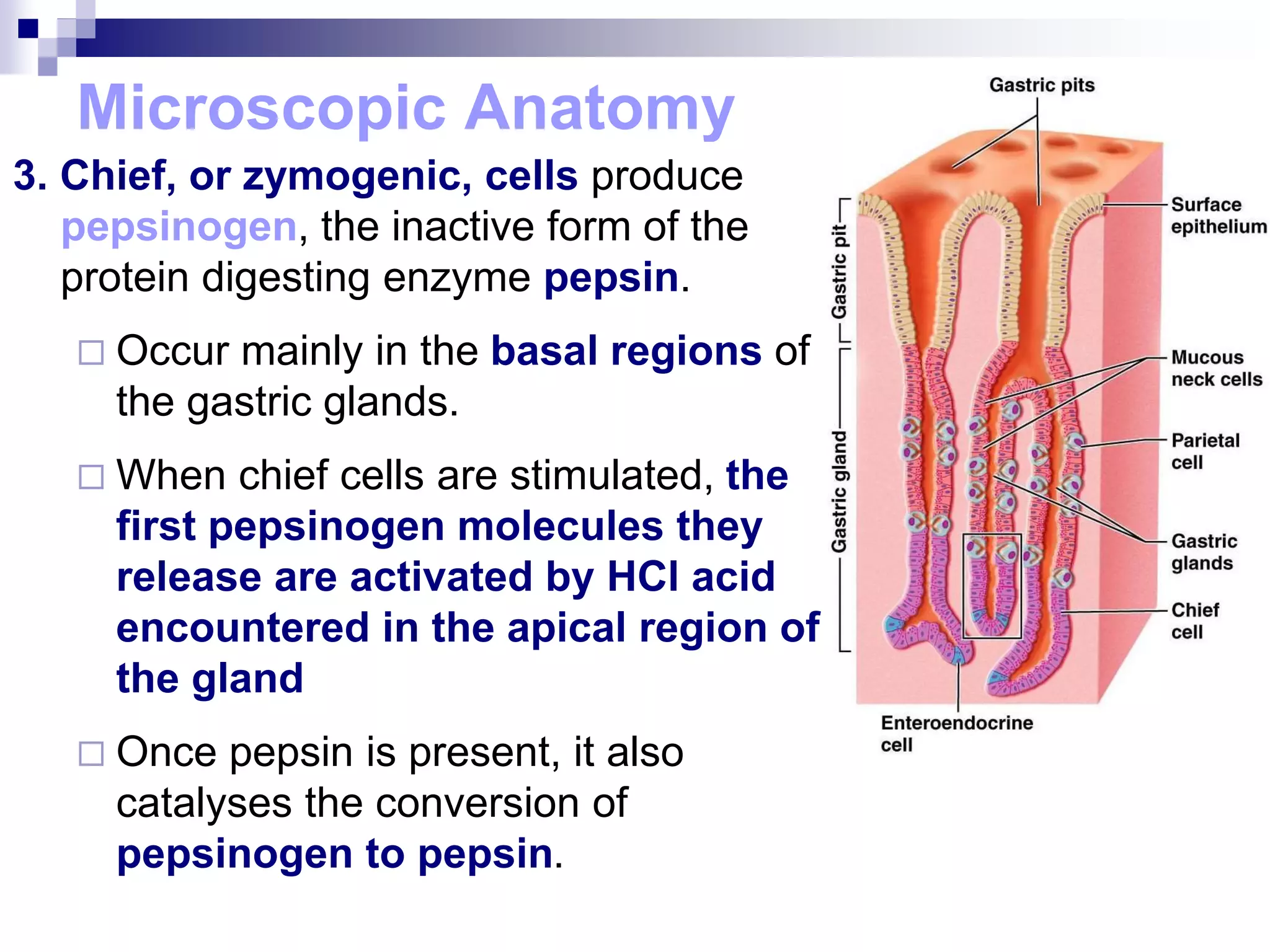 Microscopic Anatomy
3. Chief, or zymogenic, cells produce
pepsinogen, the inactive form of the
protein digesting enzyme pepsin.
 Occur mainly in the basal regions of
the gastric glands.
 When chief cells are stimulated, the
first pepsinogen molecules they
release are activated by HCl acid
encountered in the apical region of
the gland
 Once pepsin is present, it also
catalyses the conversion of
pepsinogen to pepsin.
 