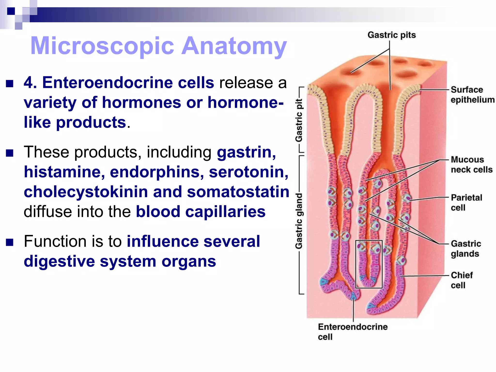 Microscopic Anatomy
 4. Enteroendocrine cells release a
variety of hormones or hormone-
like products.
 These products, including gastrin,
histamine, endorphins, serotonin,
cholecystokinin and somatostatin
diffuse into the blood capillaries
 Function is to influence several
digestive system organs
 