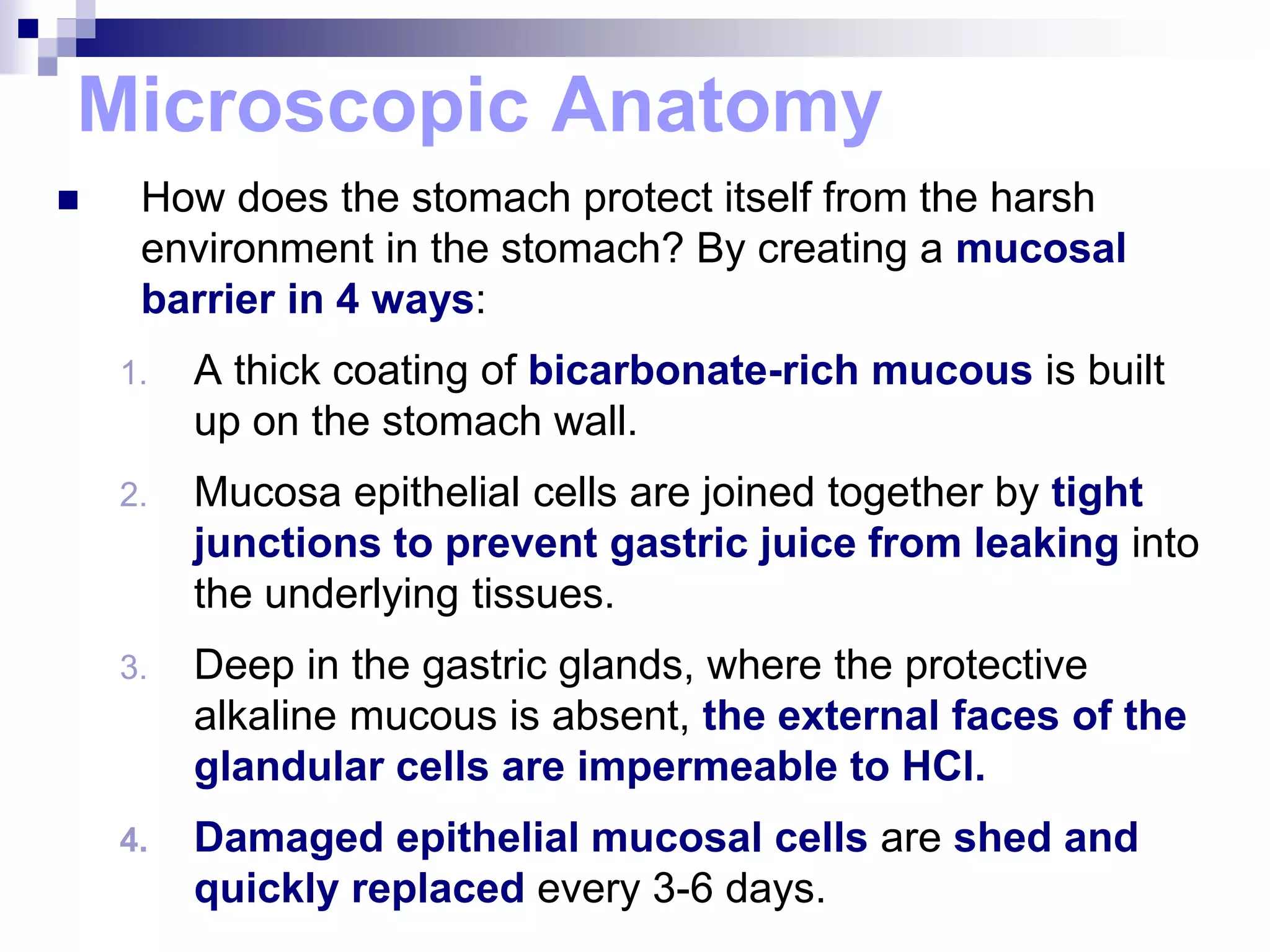 Microscopic Anatomy
 How does the stomach protect itself from the harsh
environment in the stomach? By creating a mucosal
barrier in 4 ways:
1. A thick coating of bicarbonate-rich mucous is built
up on the stomach wall.
2. Mucosa epithelial cells are joined together by tight
junctions to prevent gastric juice from leaking into
the underlying tissues.
3. Deep in the gastric glands, where the protective
alkaline mucous is absent, the external faces of the
glandular cells are impermeable to HCl.
4. Damaged epithelial mucosal cells are shed and
quickly replaced every 3-6 days.
 