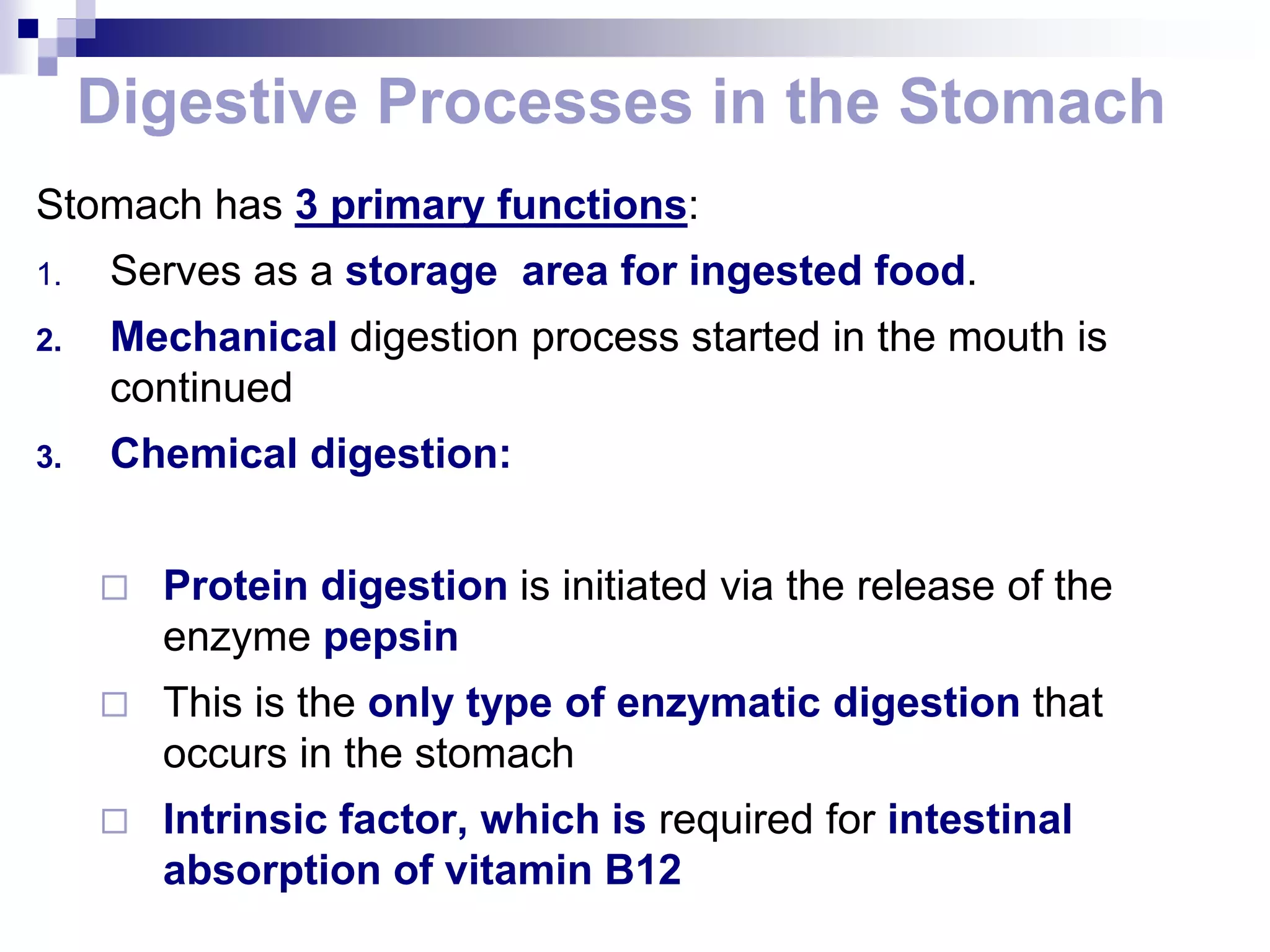 Digestive Processes in the Stomach
Stomach has 3 primary functions:
1. Serves as a storage area for ingested food.
2. Mechanical digestion process started in the mouth is
continued
3. Chemical digestion:
 Protein digestion is initiated via the release of the
enzyme pepsin
 This is the only type of enzymatic digestion that
occurs in the stomach
 Intrinsic factor, which is required for intestinal
absorption of vitamin B12
 