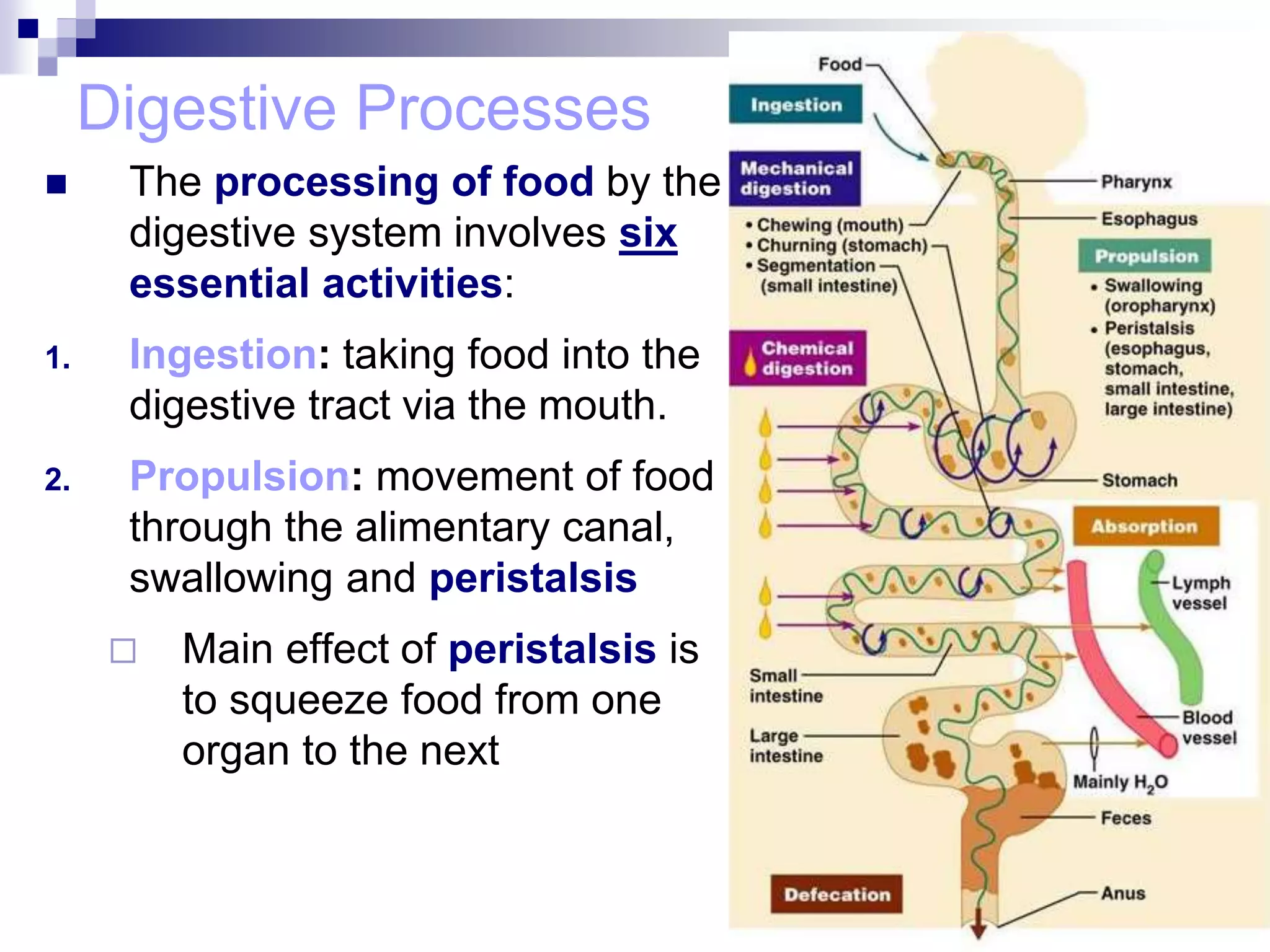 Digestive Processes
 The processing of food by the
digestive system involves six
essential activities:
1. Ingestion: taking food into the
digestive tract via the mouth.
2. Propulsion: movement of food
through the alimentary canal,
swallowing and peristalsis
 Main effect of peristalsis is
to squeeze food from one
organ to the next
 