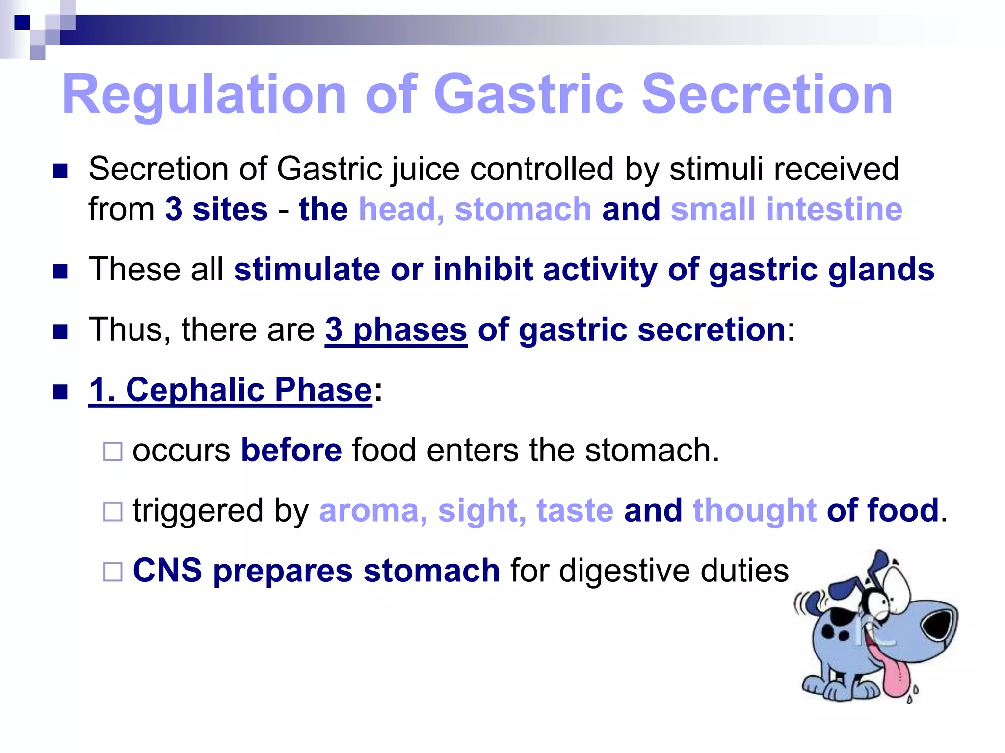 Regulation of Gastric Secretion
 Secretion of Gastric juice controlled by stimuli received
from 3 sites - the head, stomach and small intestine
 These all stimulate or inhibit activity of gastric glands
 Thus, there are 3 phases of gastric secretion:
 1. Cephalic Phase:
 occurs before food enters the stomach.
 triggered by aroma, sight, taste and thought of food.
 CNS prepares stomach for digestive duties
 