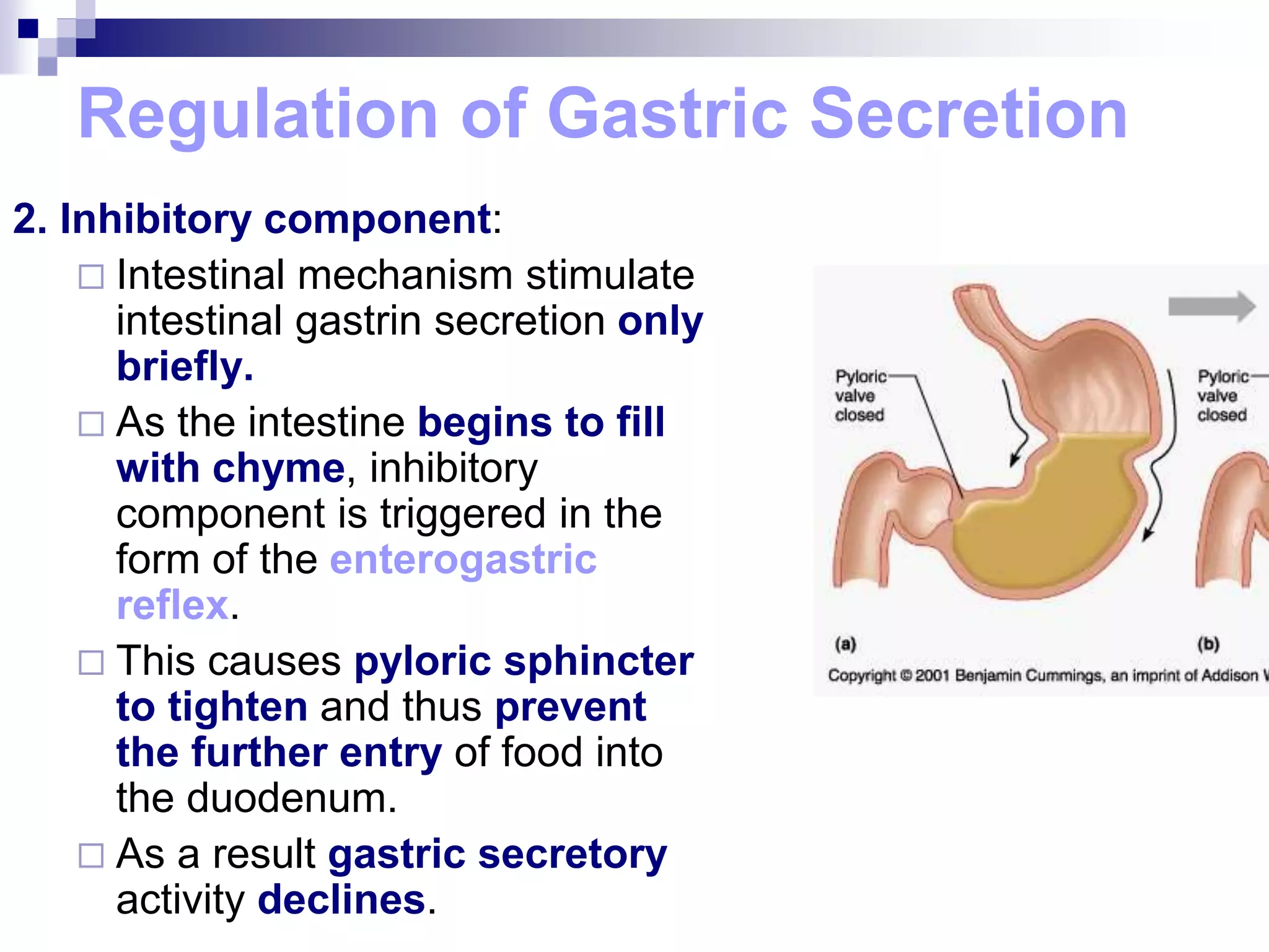 Regulation of Gastric Secretion
2. Inhibitory component:
 Intestinal mechanism stimulate
intestinal gastrin secretion only
briefly.
 As the intestine begins to fill
with chyme, inhibitory
component is triggered in the
form of the enterogastric
reflex.
 This causes pyloric sphincter
to tighten and thus prevent
the further entry of food into
the duodenum.
 As a result gastric secretory
activity declines.
 