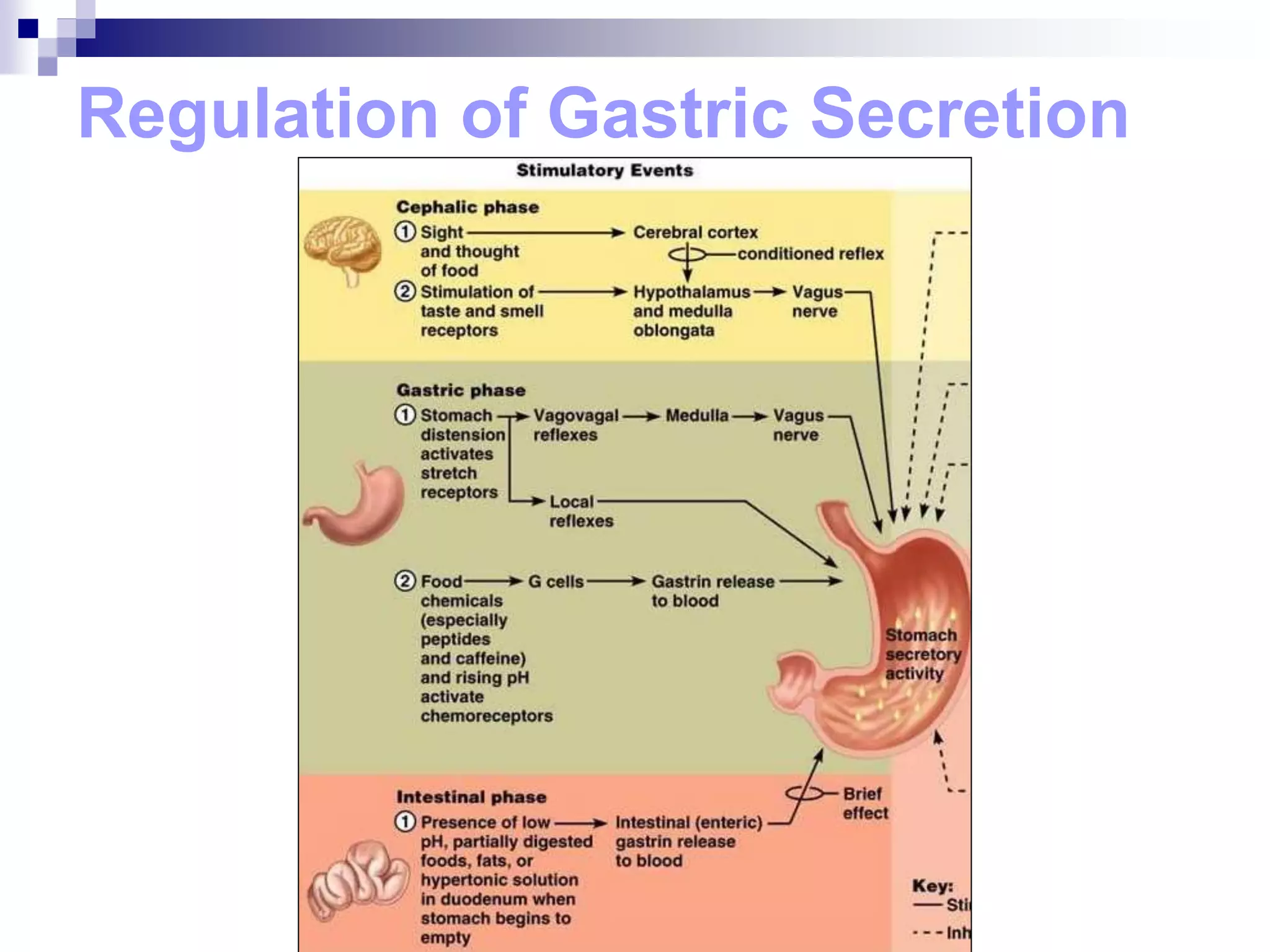 Regulation of Gastric Secretion
 